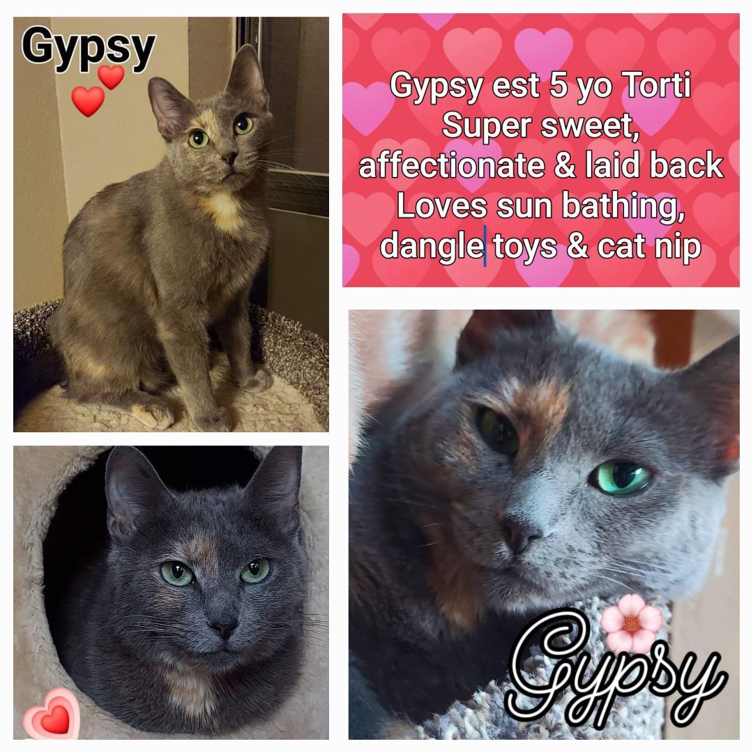 Enlarge Gypsy-check out my video, a Adoptable mixed breed in Fort Worth, TX image 1/12