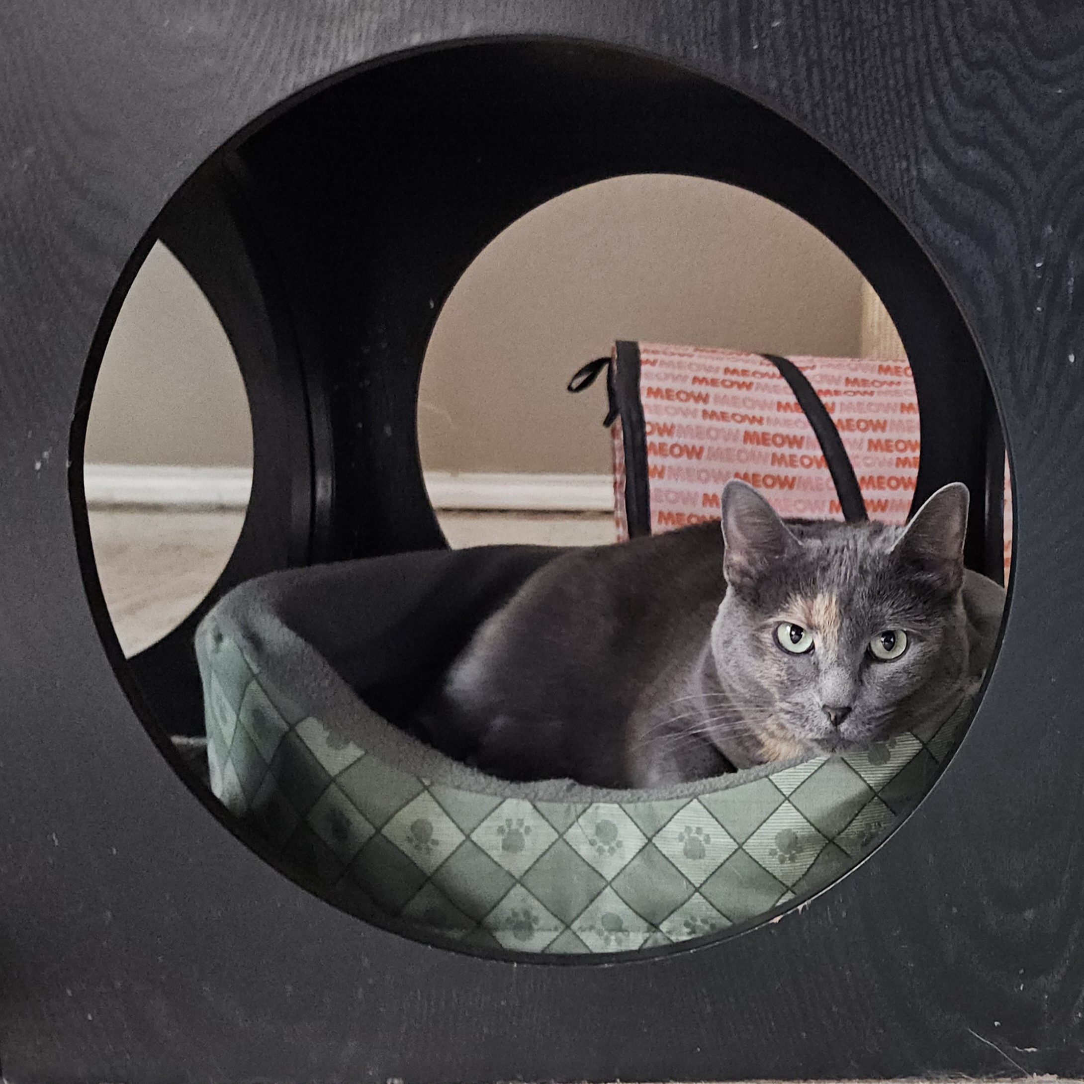 Enlarge Gypsy-check out my video, a Adoptable mixed breed in Fort Worth, TX image 10/12