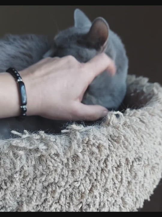 Enlarge Gypsy-check out my video, a Adoptable mixed breed in Fort Worth, TX video 12/12