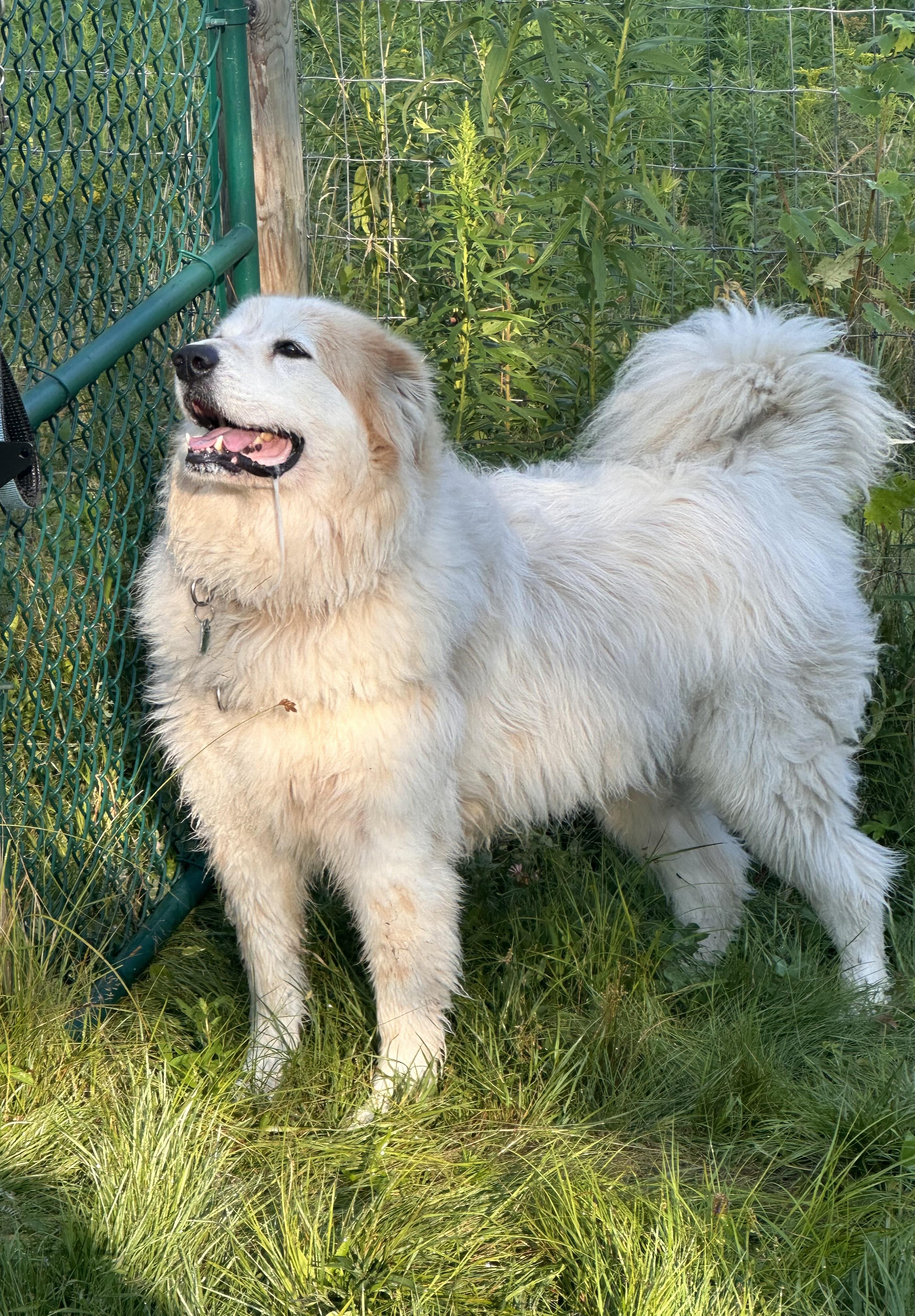 KITCHEN, a Adoptable mixed breed in Morris, NY image 1/4