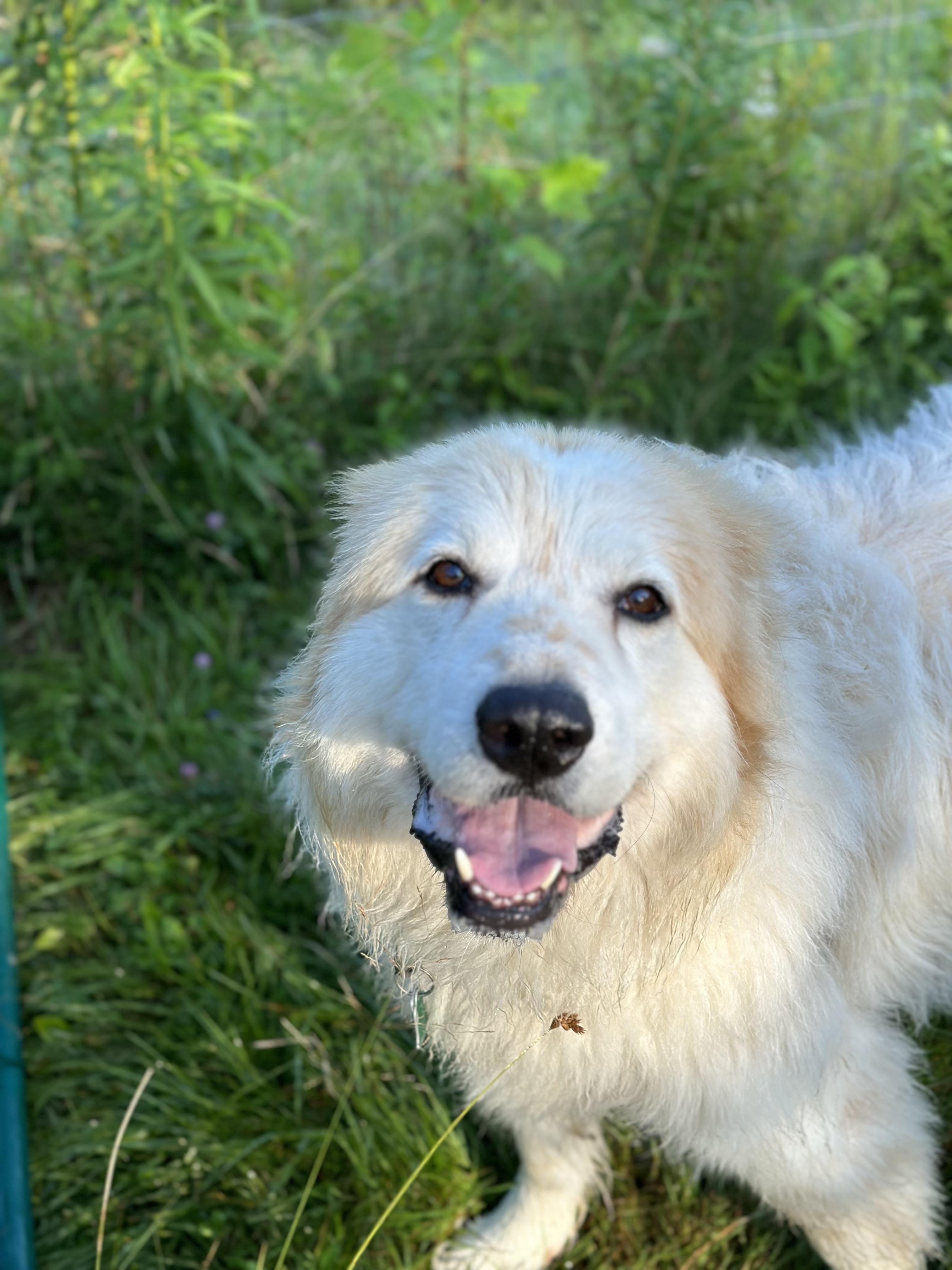 KITCHEN, a Adoptable mixed breed in Morris, NY image 2/4