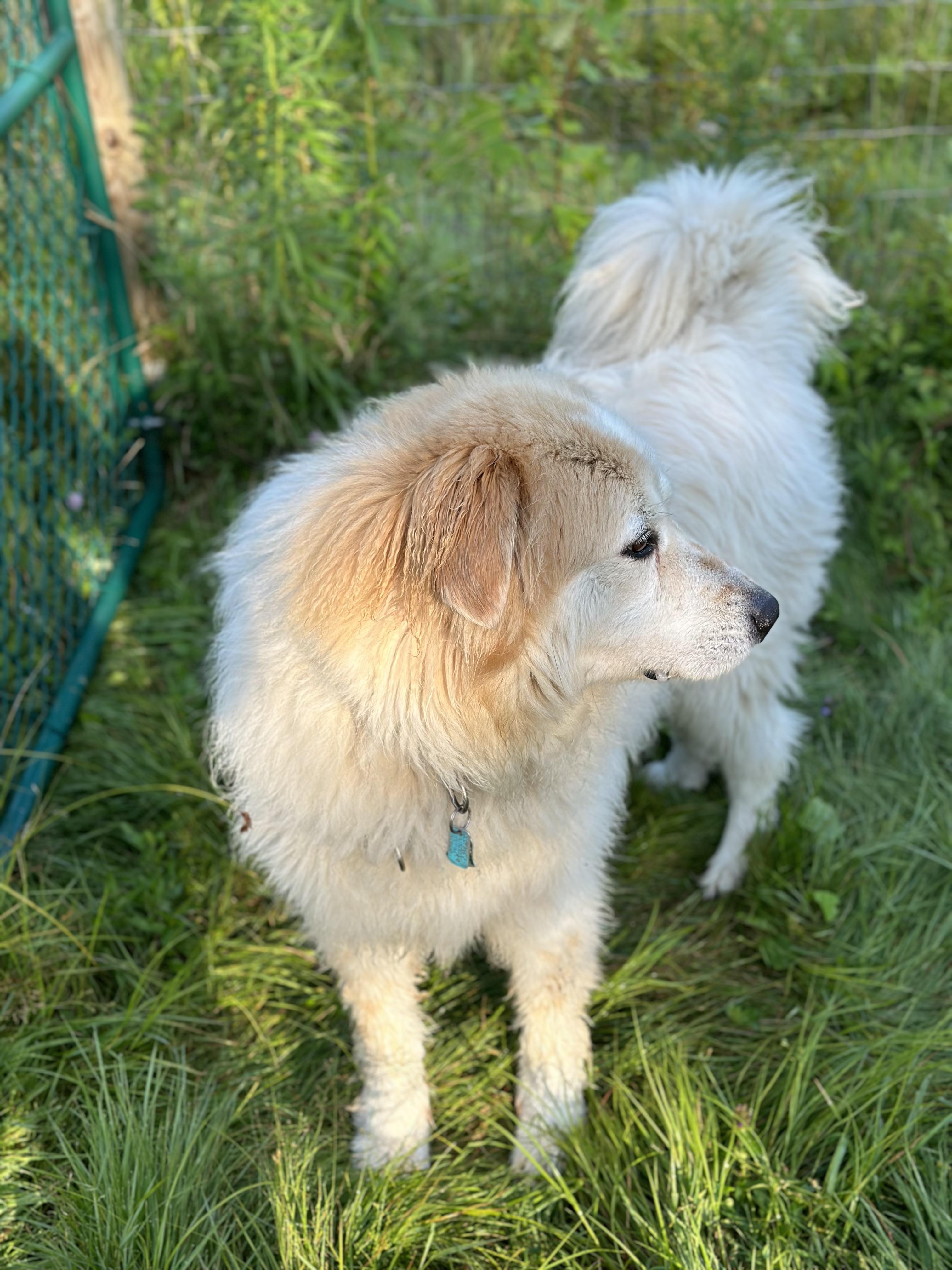 KITCHEN, a Adoptable mixed breed in Morris, NY image 3/4