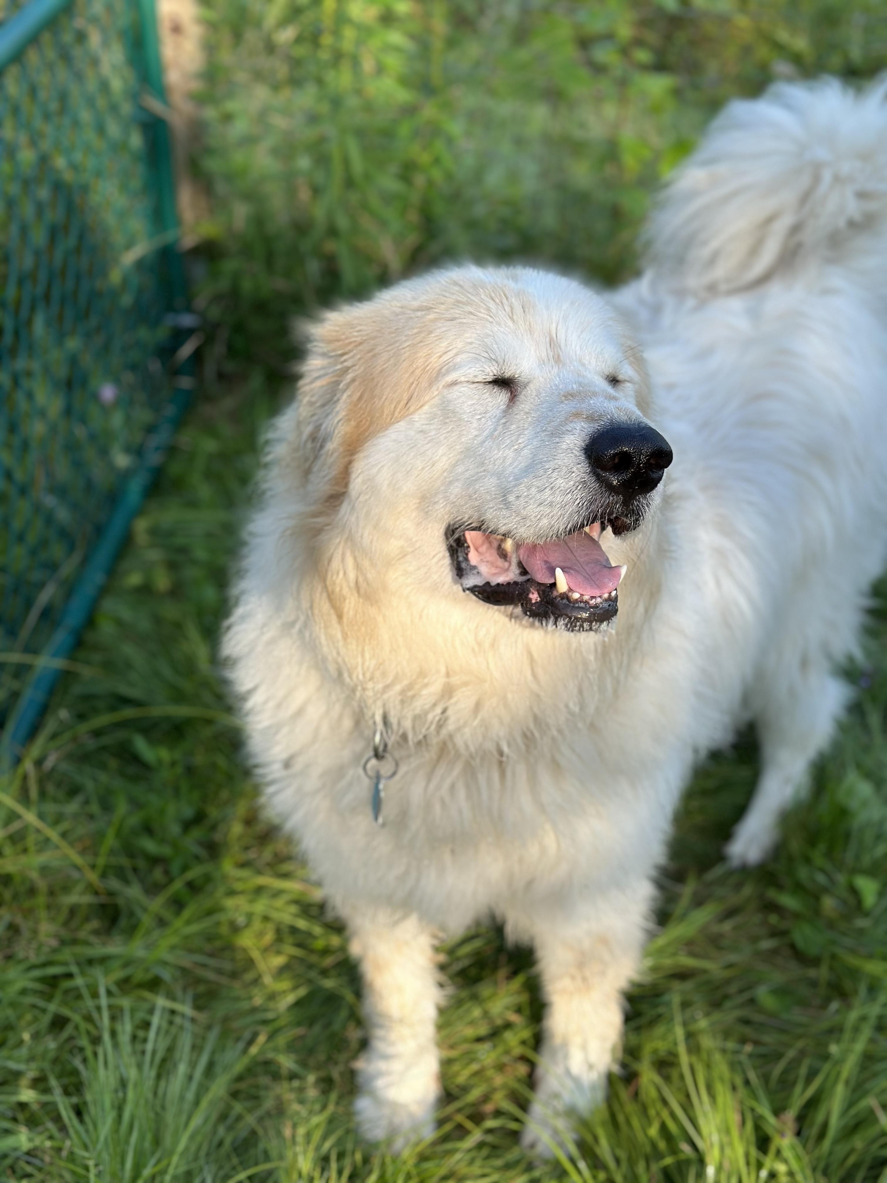 KITCHEN, a Adoptable mixed breed in Morris, NY image 4/4