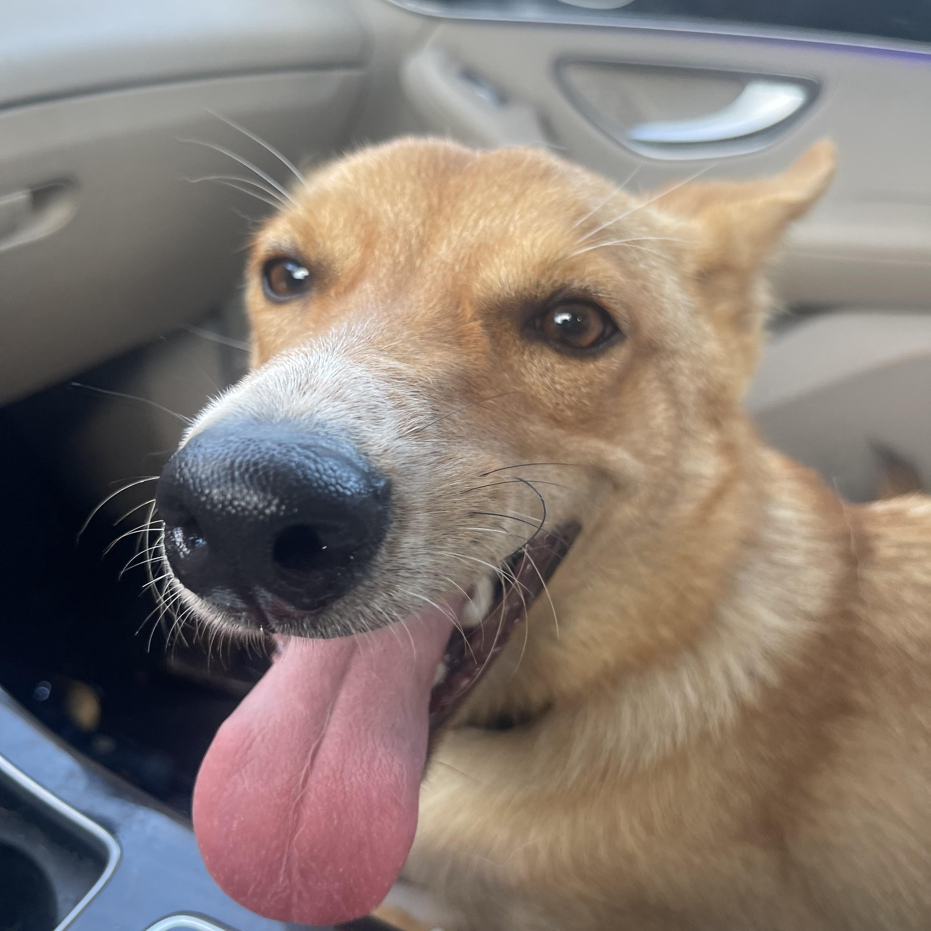 Summer, a Adoptable mixed breed in Hockessin, DE image 2/6