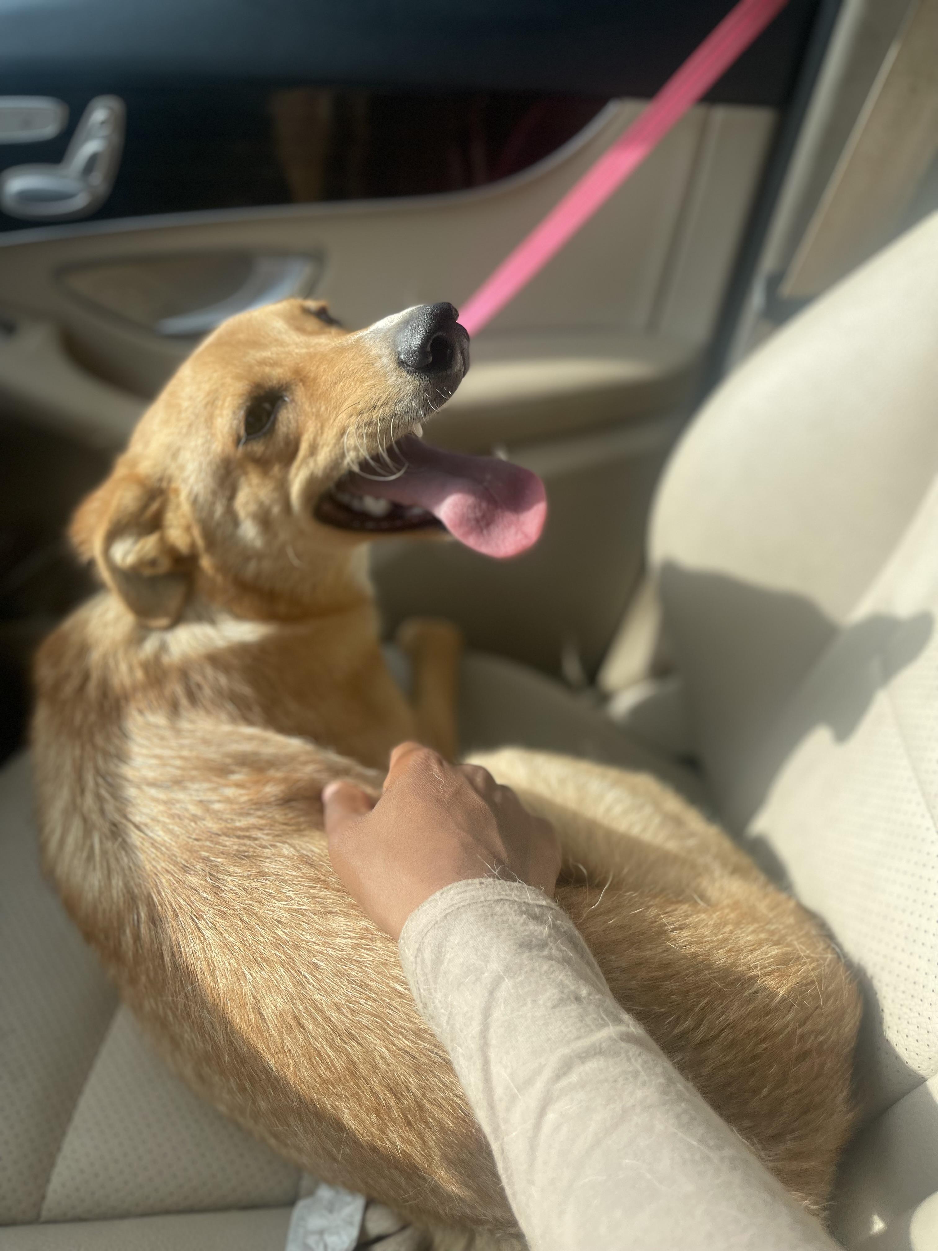 Summer, a Adoptable mixed breed in Hockessin, DE image 3/6