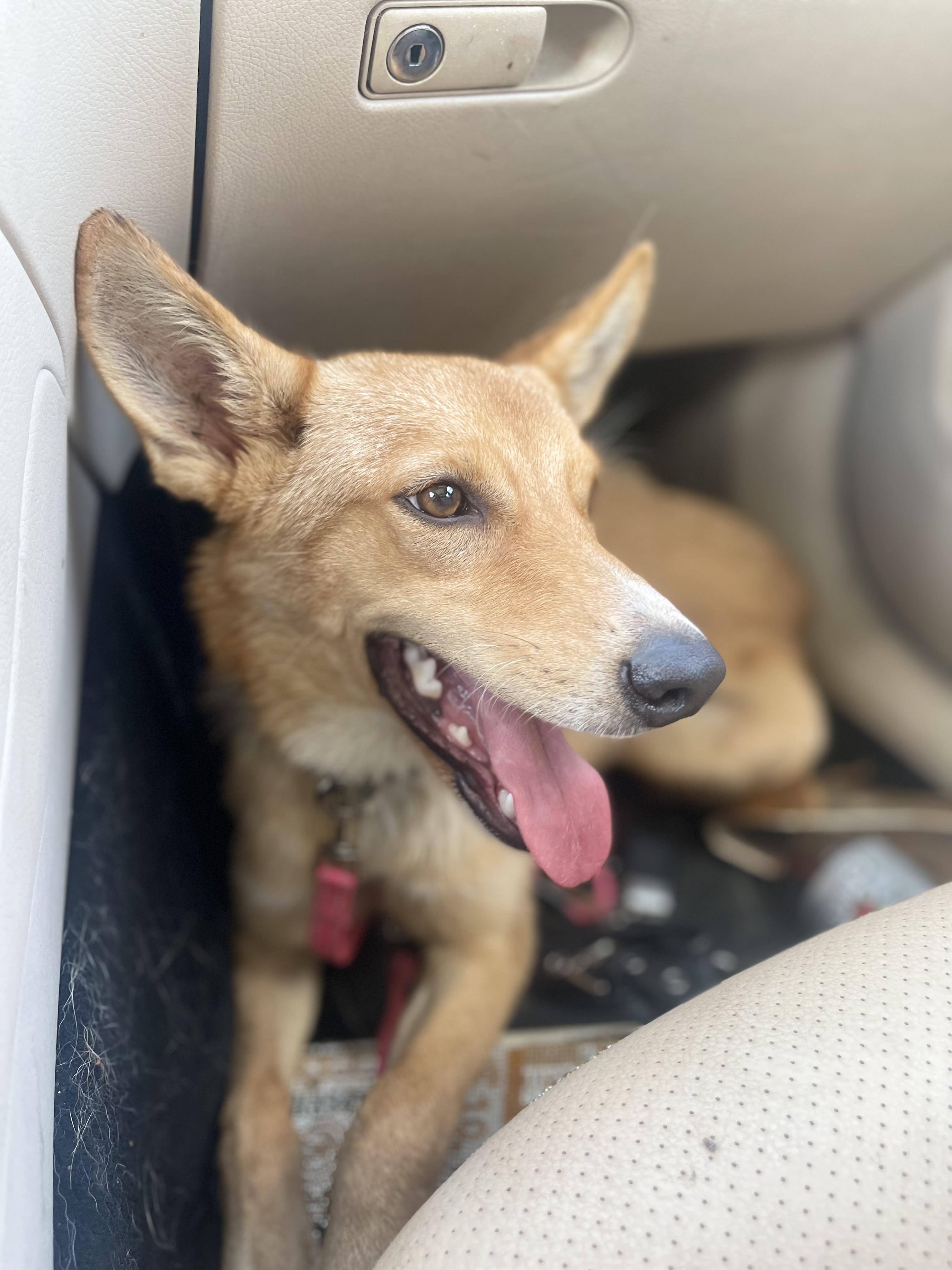 Summer, a Adoptable mixed breed in Hockessin, DE image 5/6