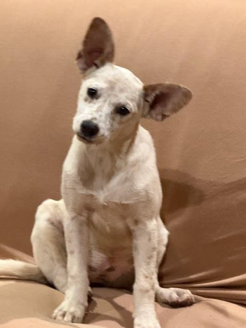 Enlarge Dots, a ADOPTABLE mixed breed in Poway, CA image 6/6