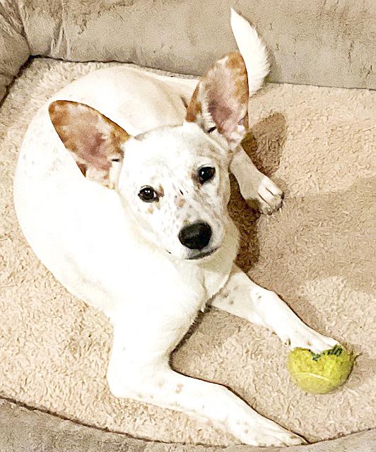 Enlarge Dots, a ADOPTABLE mixed breed in Poway, CA image 3/6