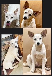 Enlarge Dots, a ADOPTABLE mixed breed in Poway, CA image 2/6