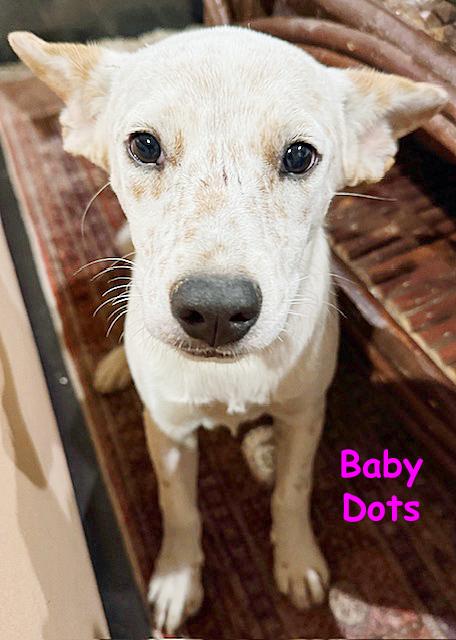 Enlarge Dots, a ADOPTABLE mixed breed in Poway, CA image 4/6