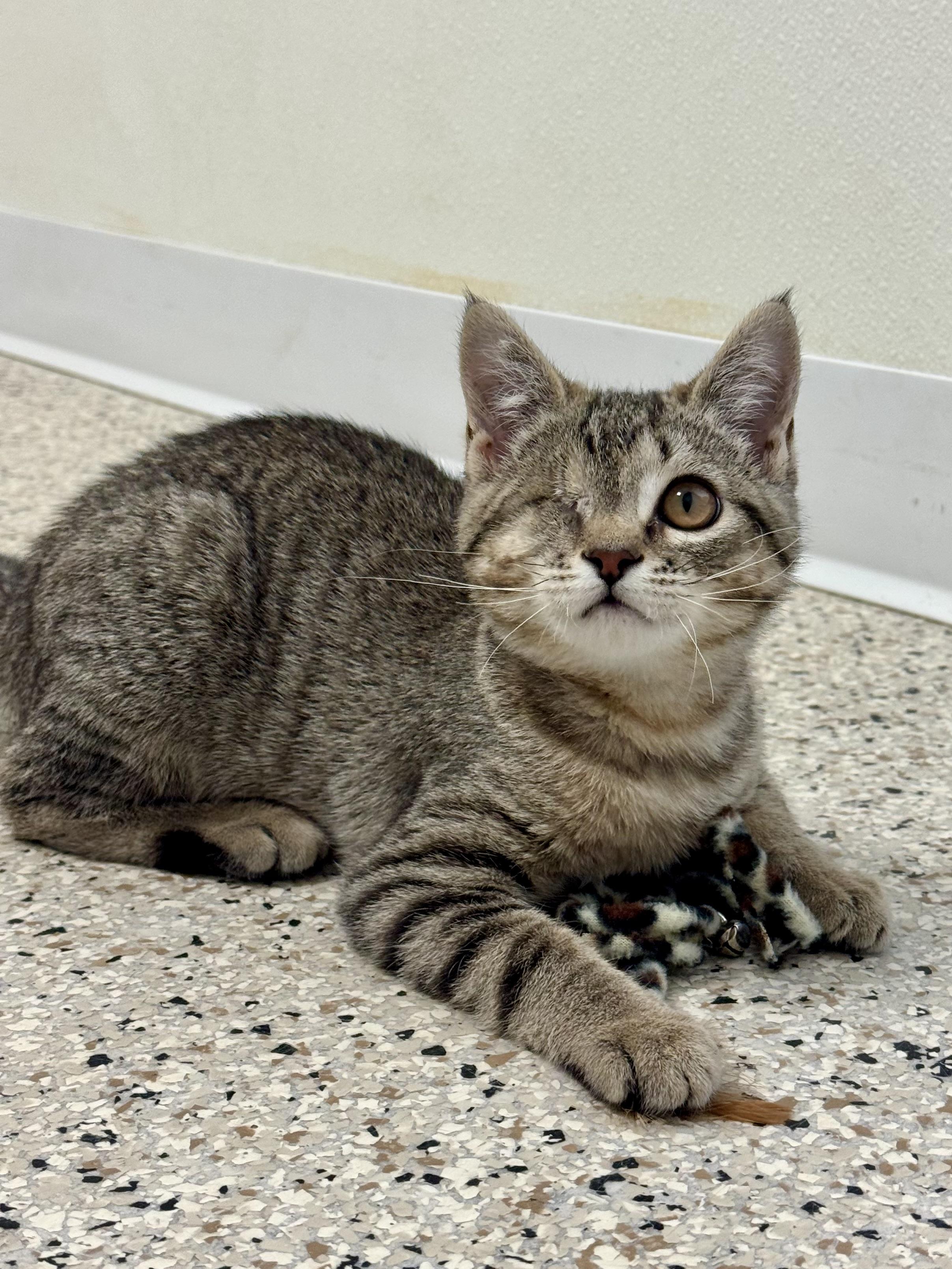 Enlarge Salsa, a ADOPTABLE Domestic Short Hair in Buffalo, MN image 1/1