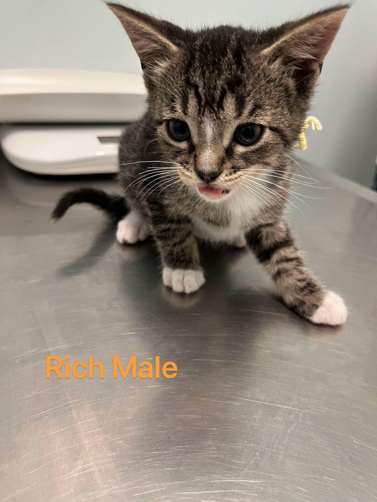 Rich, Adopted, Kitten Male Domestic Short Hair.