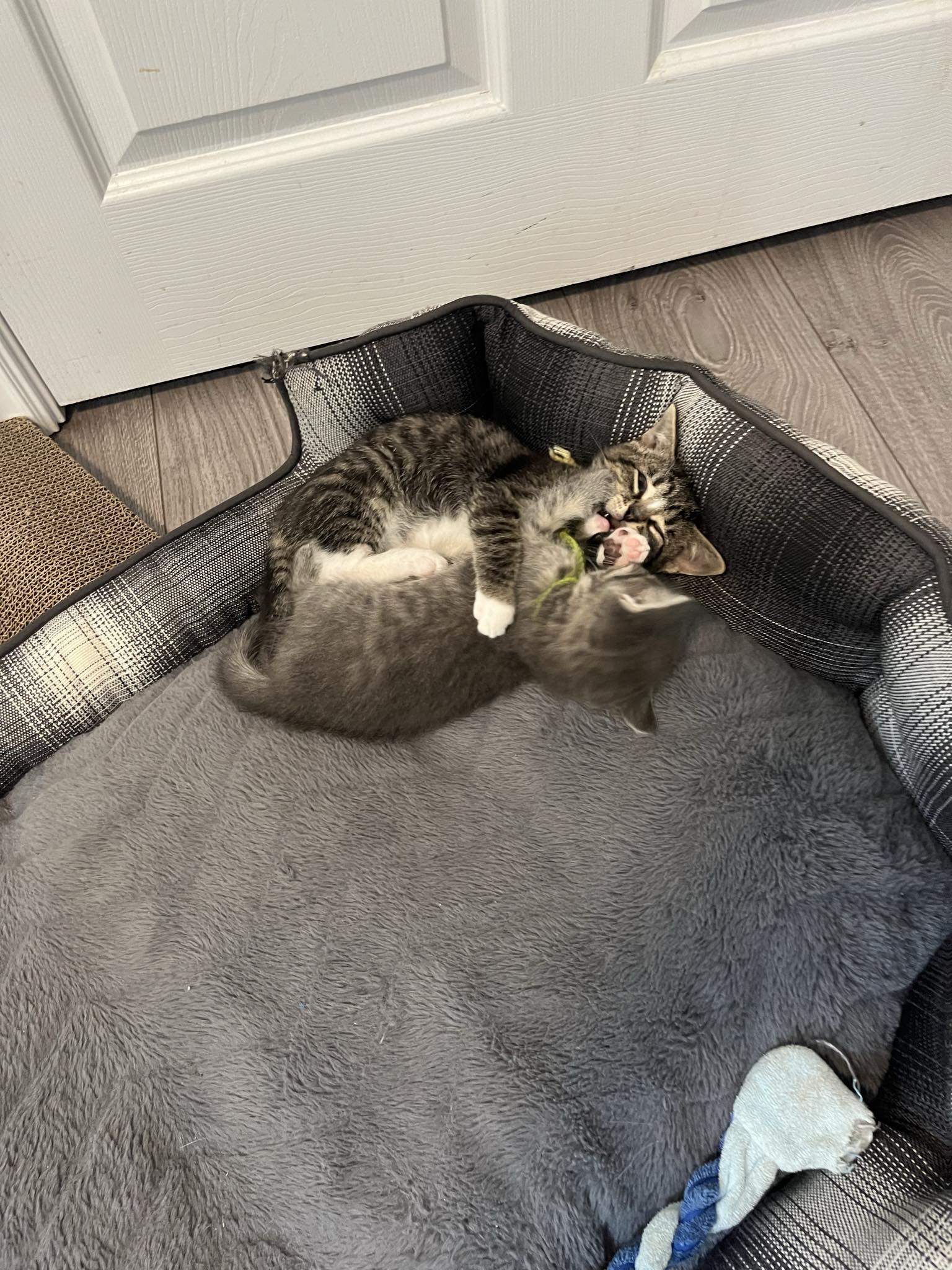 Rich, a Adopted Domestic Short Hair in Markham, ON image 2/3