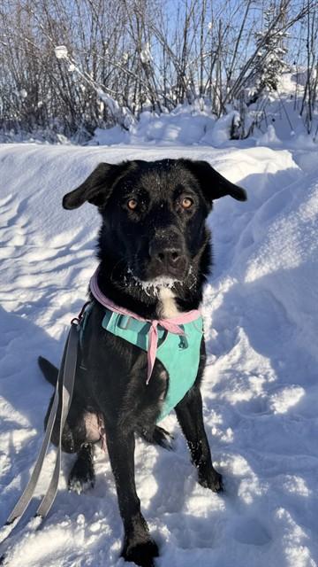 Enlarge DAISY, a Adoptable mixed breed in Fairbanks, AK image 1/1