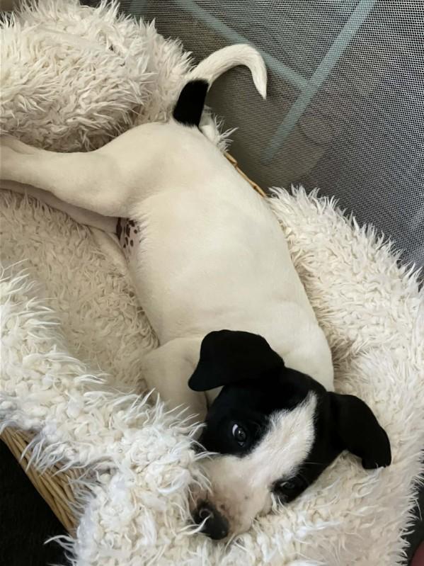 Enlarge Odin, a Adoptable mixed breed in Phoenix, AZ image 1/4