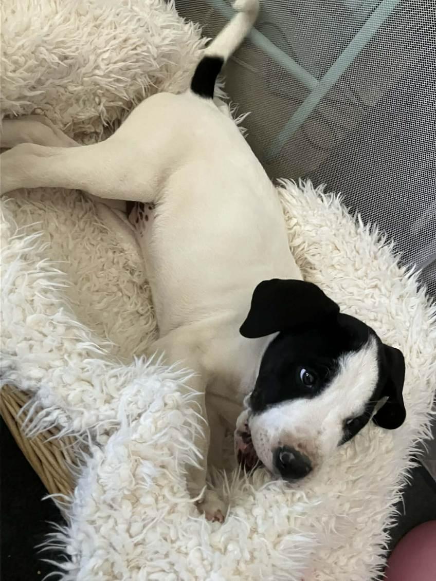 Enlarge Odin, a Adoptable mixed breed in Phoenix, AZ image 2/4