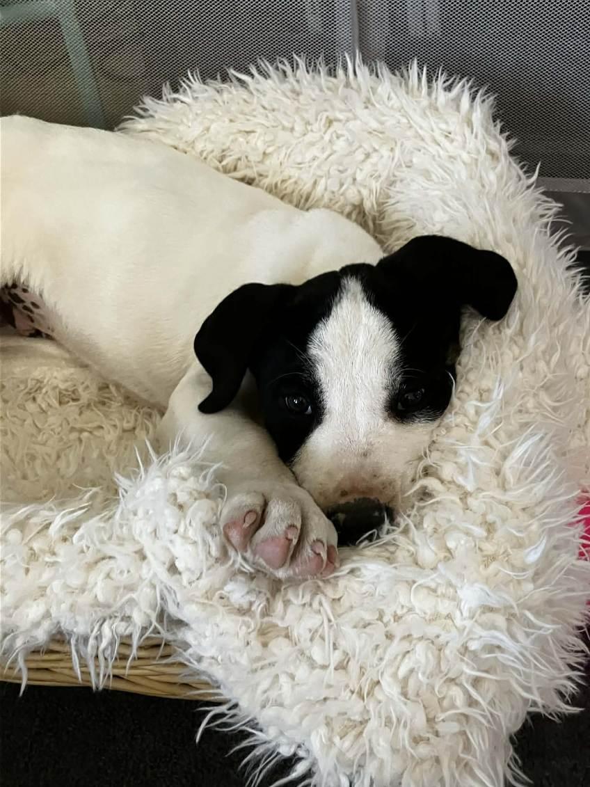 Odin, Adoptable, Puppy Male Border Collie.