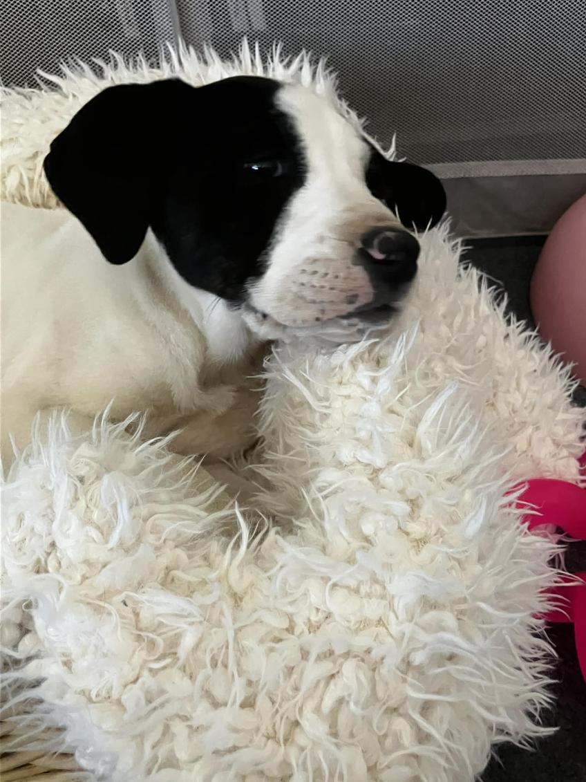 Enlarge Odin, a Adoptable mixed breed in Phoenix, AZ image 4/4