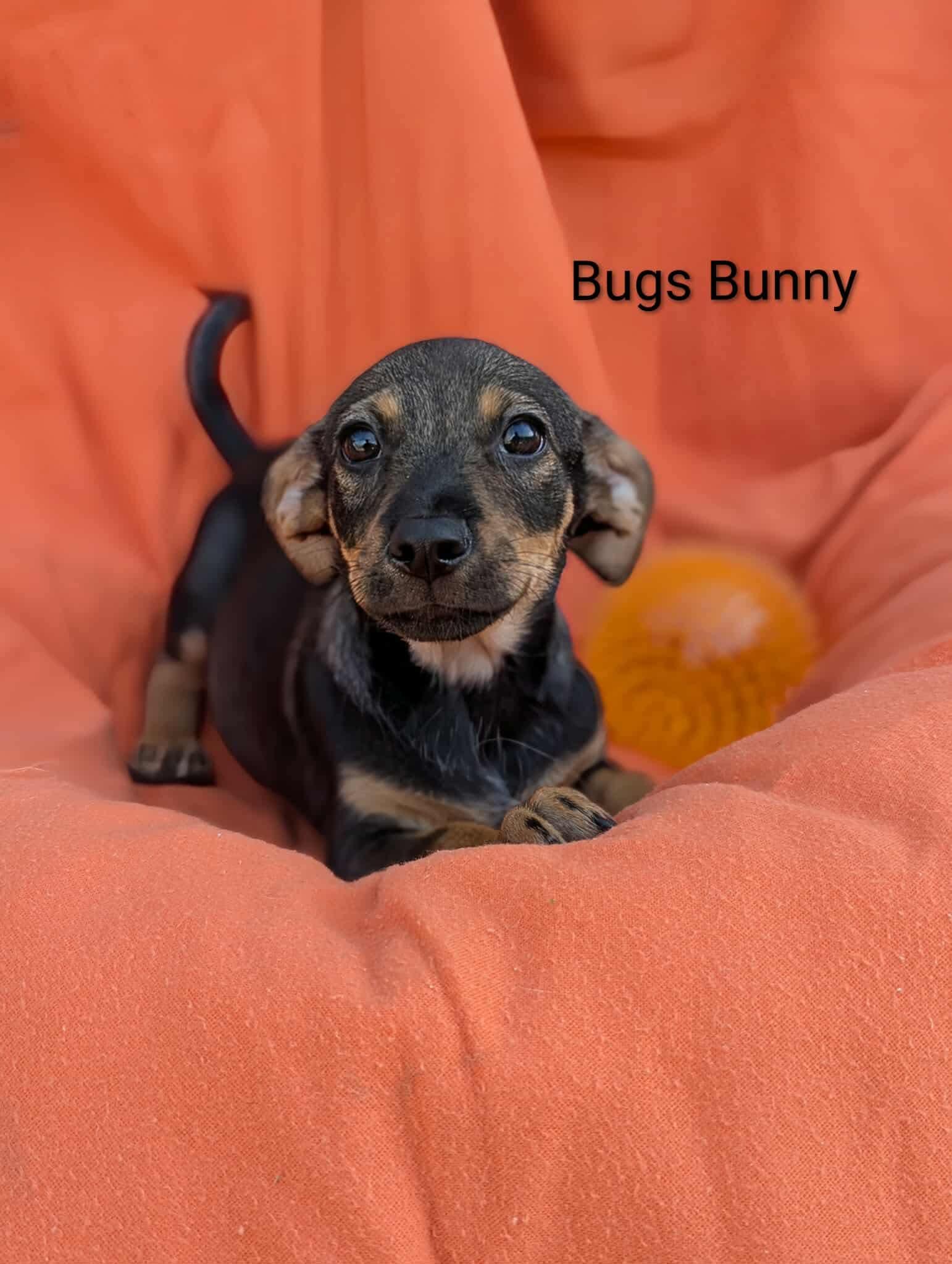 Bugs Bunny