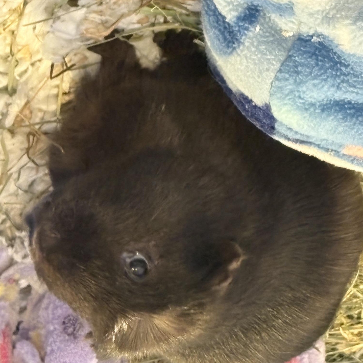 Enlarge Steve, a ADOPTABLE Short-Haired in Wellington, CO image 2/2