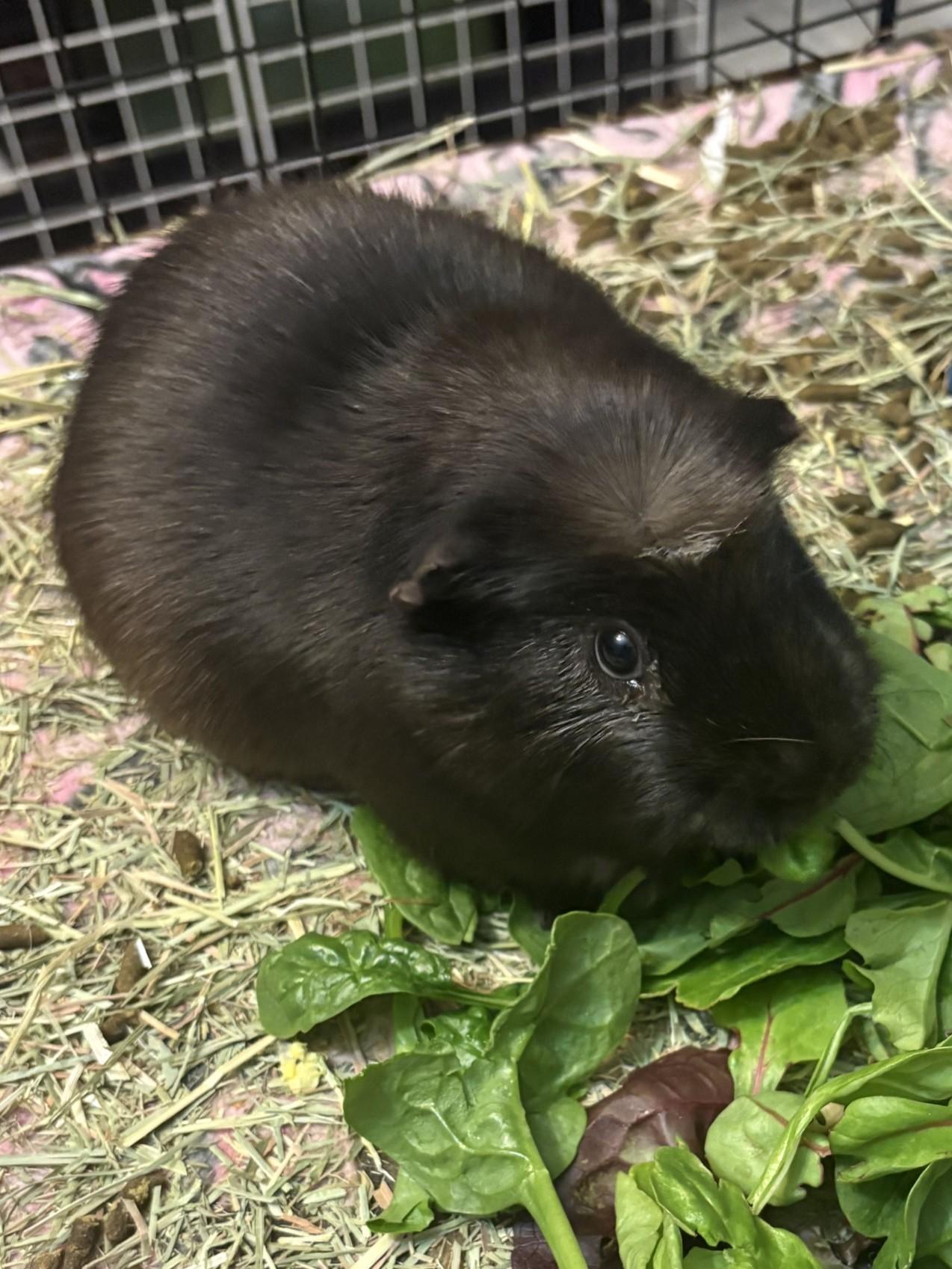 Enlarge Steve, a ADOPTABLE Short-Haired in Wellington, CO image 1/2