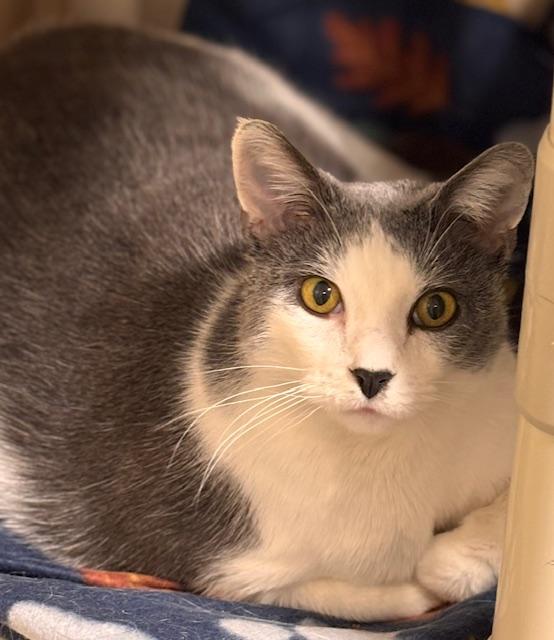 Enlarge Lord Earlington, a ADOPTABLE Domestic Short Hair in Davenport, IA image 3/3