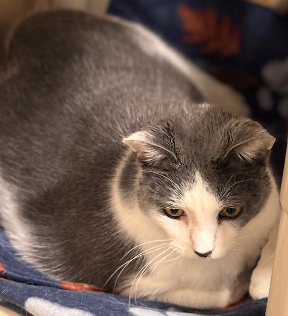 Enlarge Lord Earlington, a ADOPTABLE Domestic Short Hair in Davenport, IA image 2/3