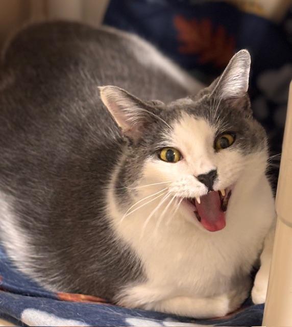 Enlarge Lord Earlington, a ADOPTABLE Domestic Short Hair in Davenport, IA image 1/3