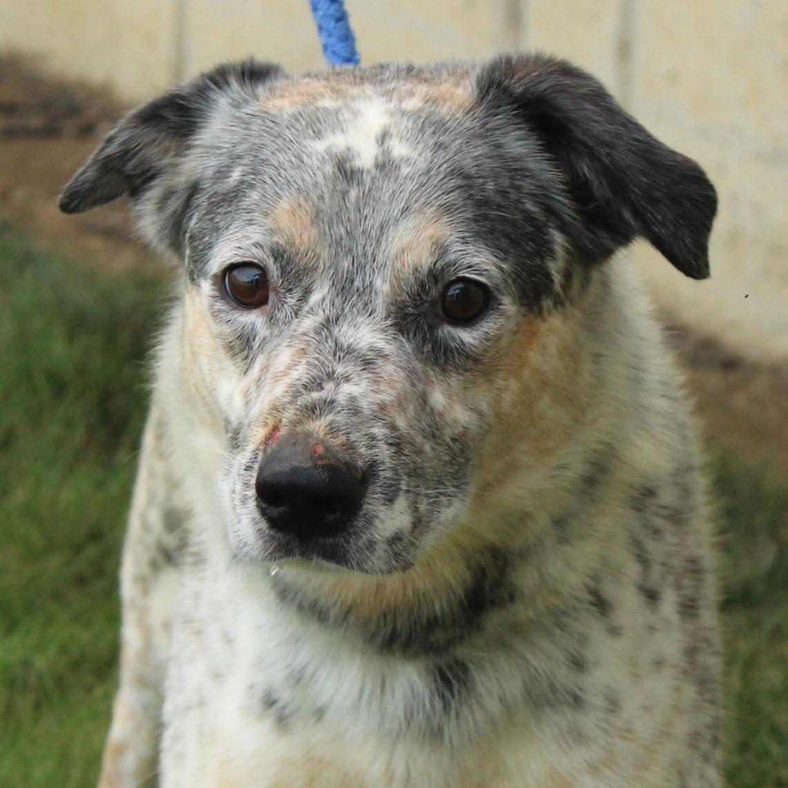 Rivet, Adoptable, Young Male Australian Cattle Dog / Blue Heeler.
