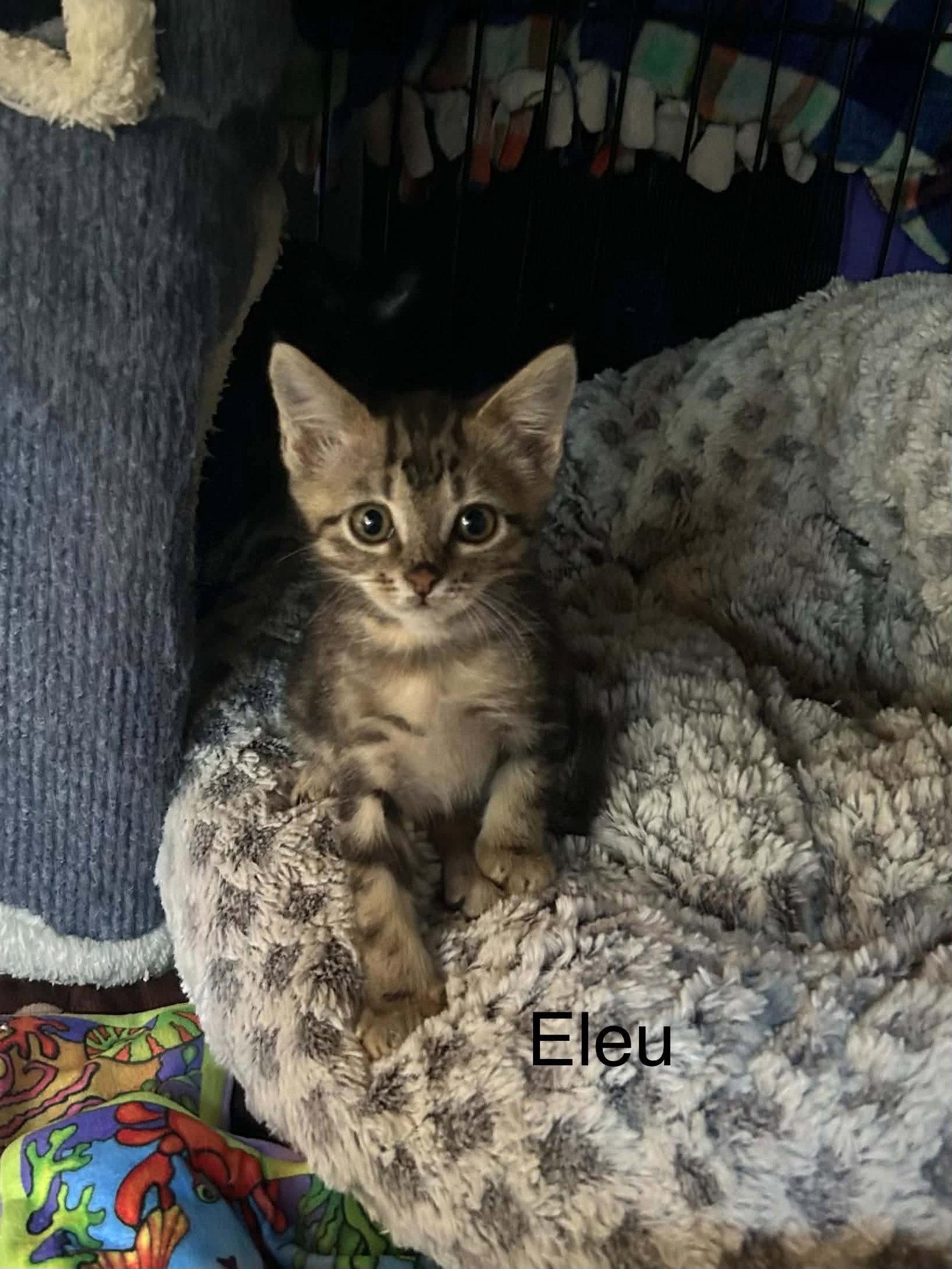 Elue photo