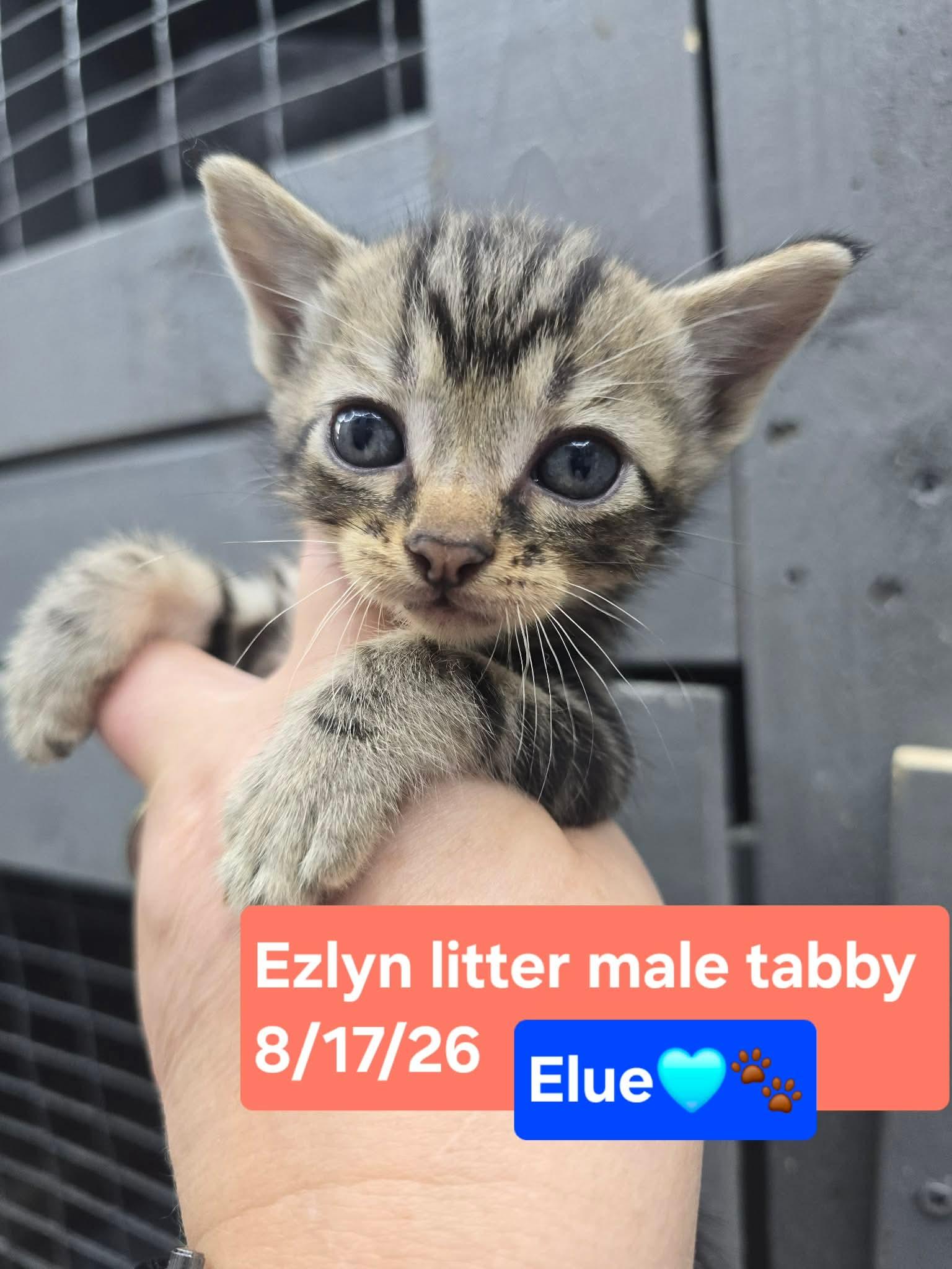 Enlarge Elue, a Adoptable Domestic Short Hair in hinckley, IL image 2/3