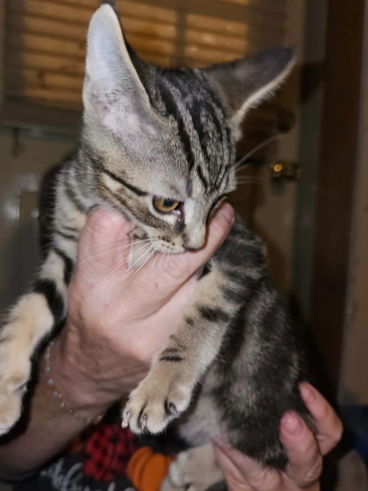Enlarge Elue, a Adoptable Domestic Short Hair in hinckley, IL image 3/3
