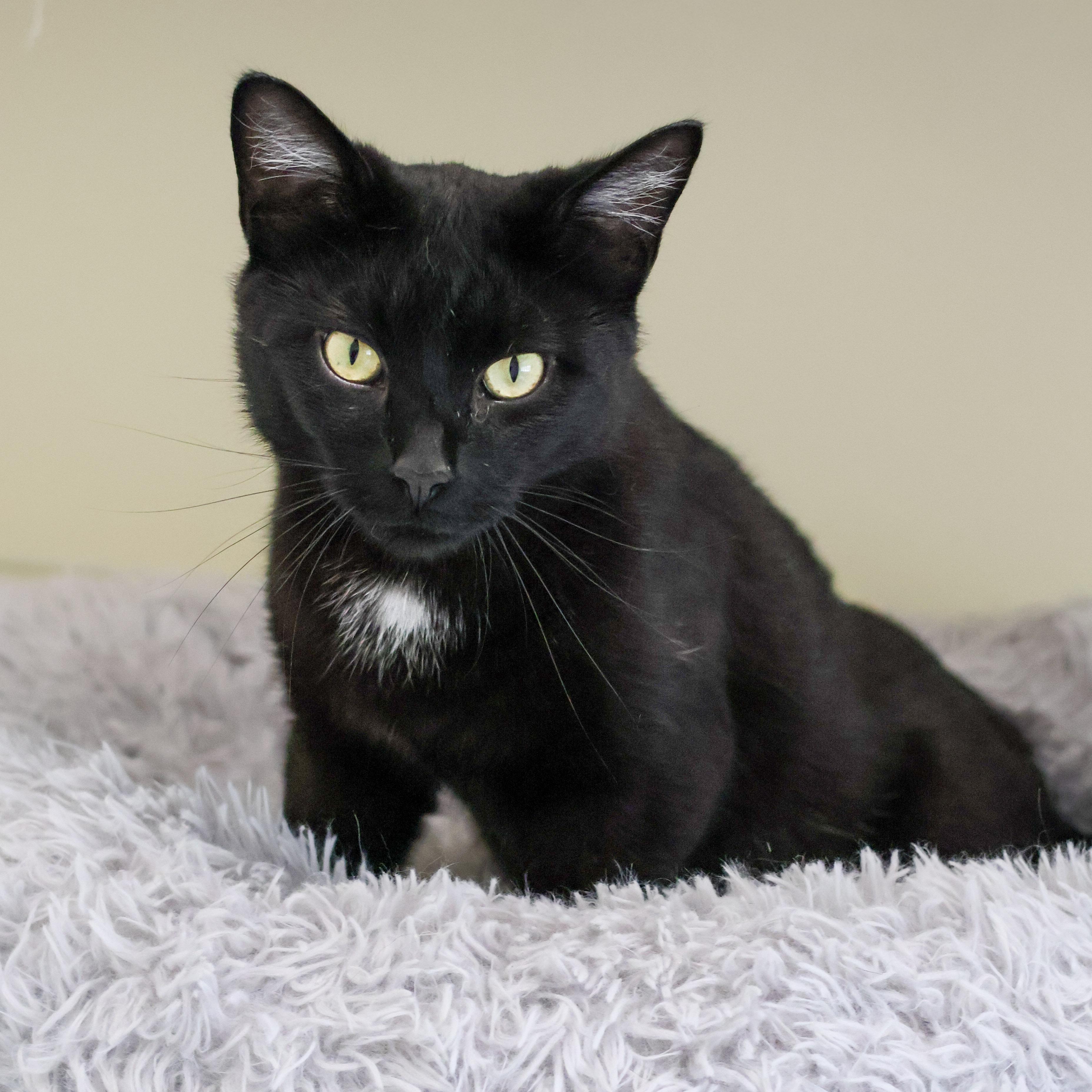 Sam, ADOPTABLE, Adult Male Domestic Short Hair.