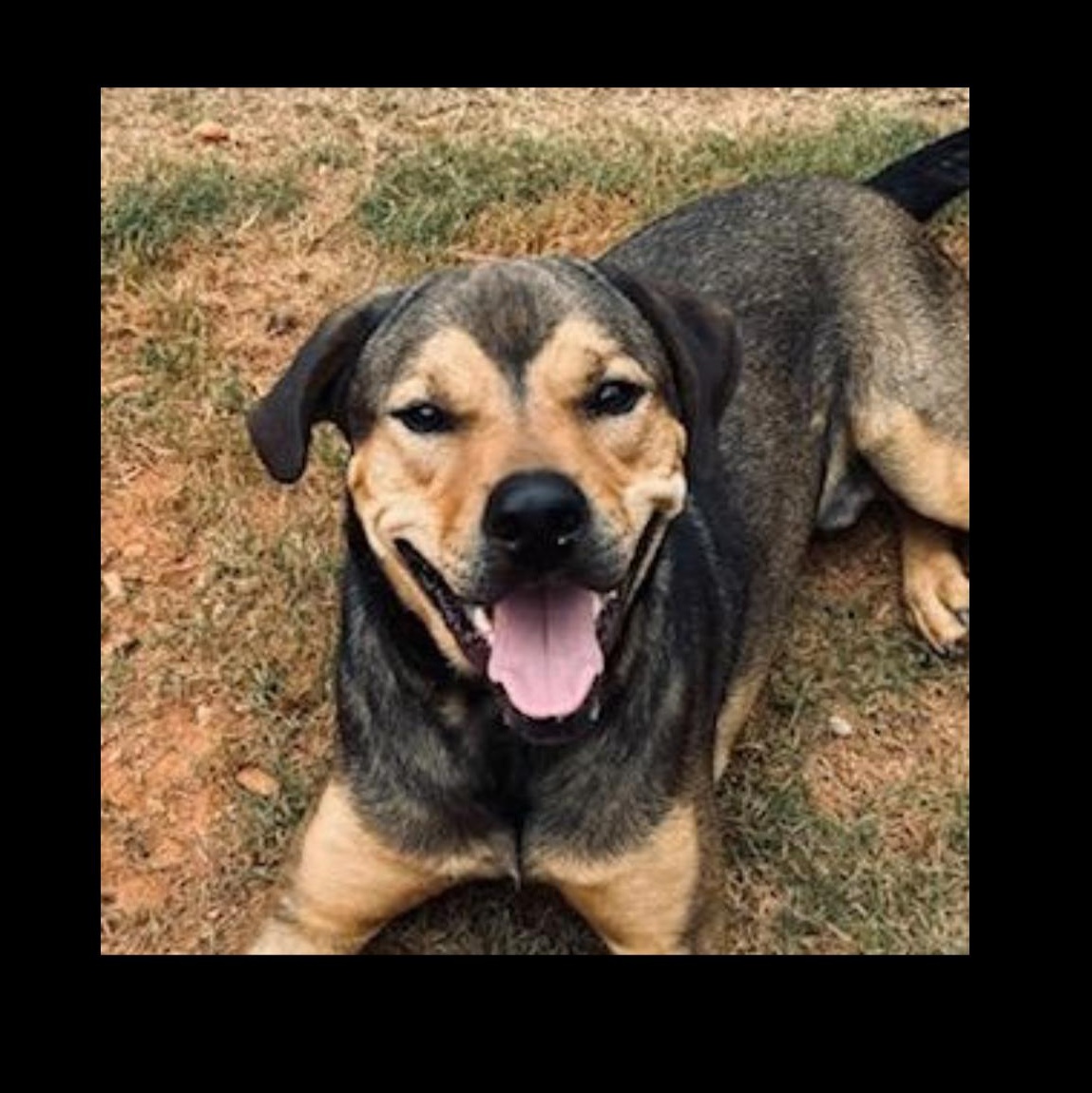 Waldo, Adoptable, Adult Male Rottweiler & German Shepherd Dog.