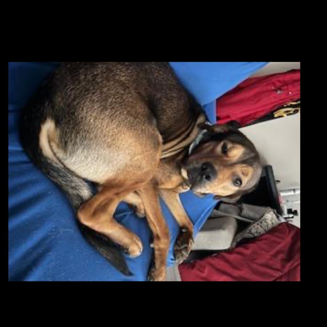 Enlarge Waldo, a Adoptable mixed breed in CUMMING, GA image 5/5