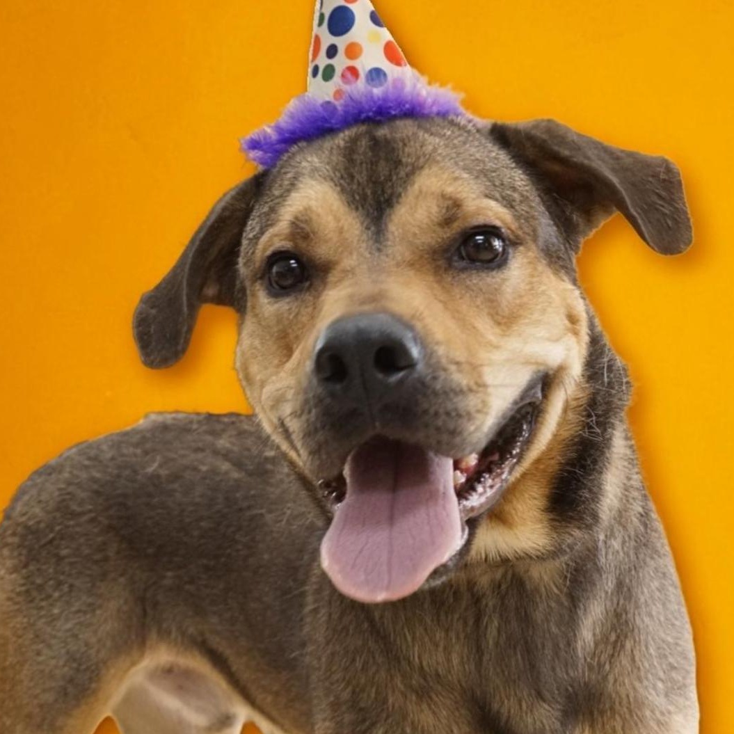 Enlarge Waldo, a Adoptable mixed breed in CUMMING, GA image 4/5