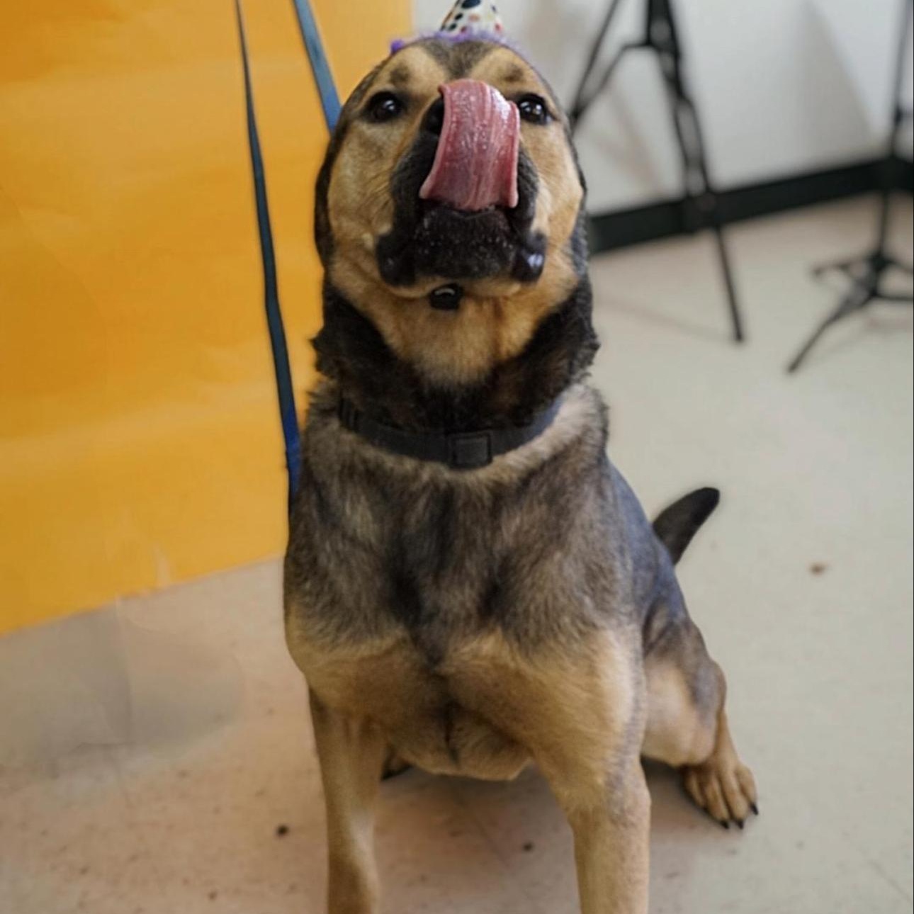 Enlarge Waldo, a Adoptable mixed breed in CUMMING, GA image 3/5