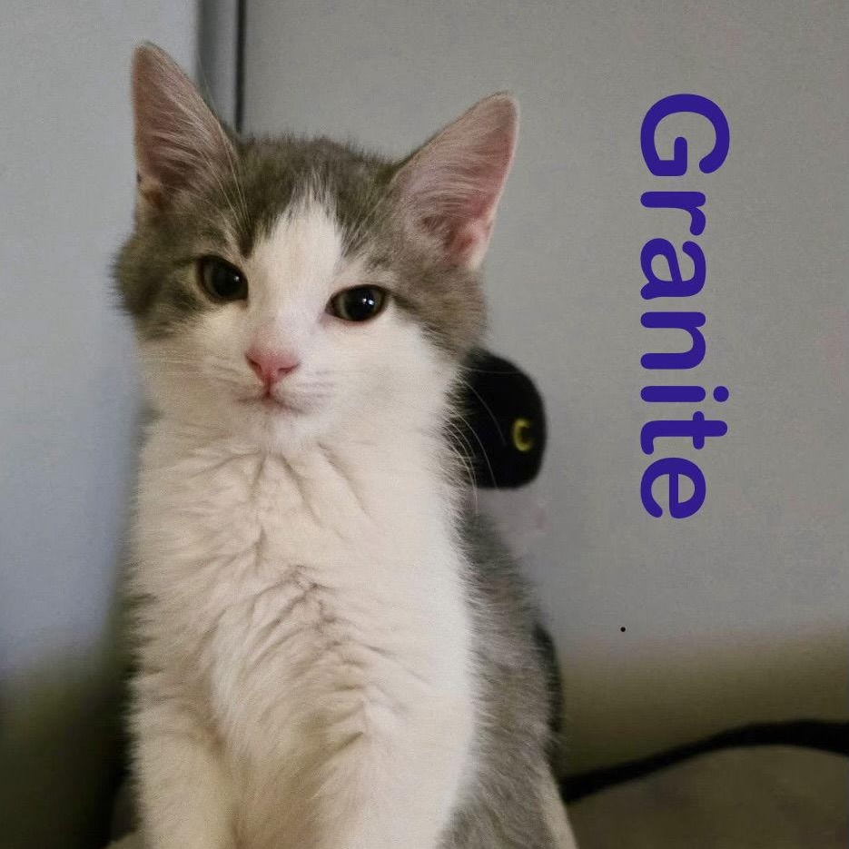 Enlarge Granite, a Adoptable Domestic Short Hair in Reston, VA image 3/3