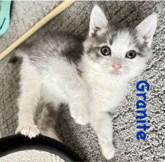 Enlarge Granite, a Adoptable Domestic Short Hair in Reston, VA image 1/3