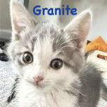 Enlarge Granite, a Adoptable Domestic Short Hair in Reston, VA image 2/3