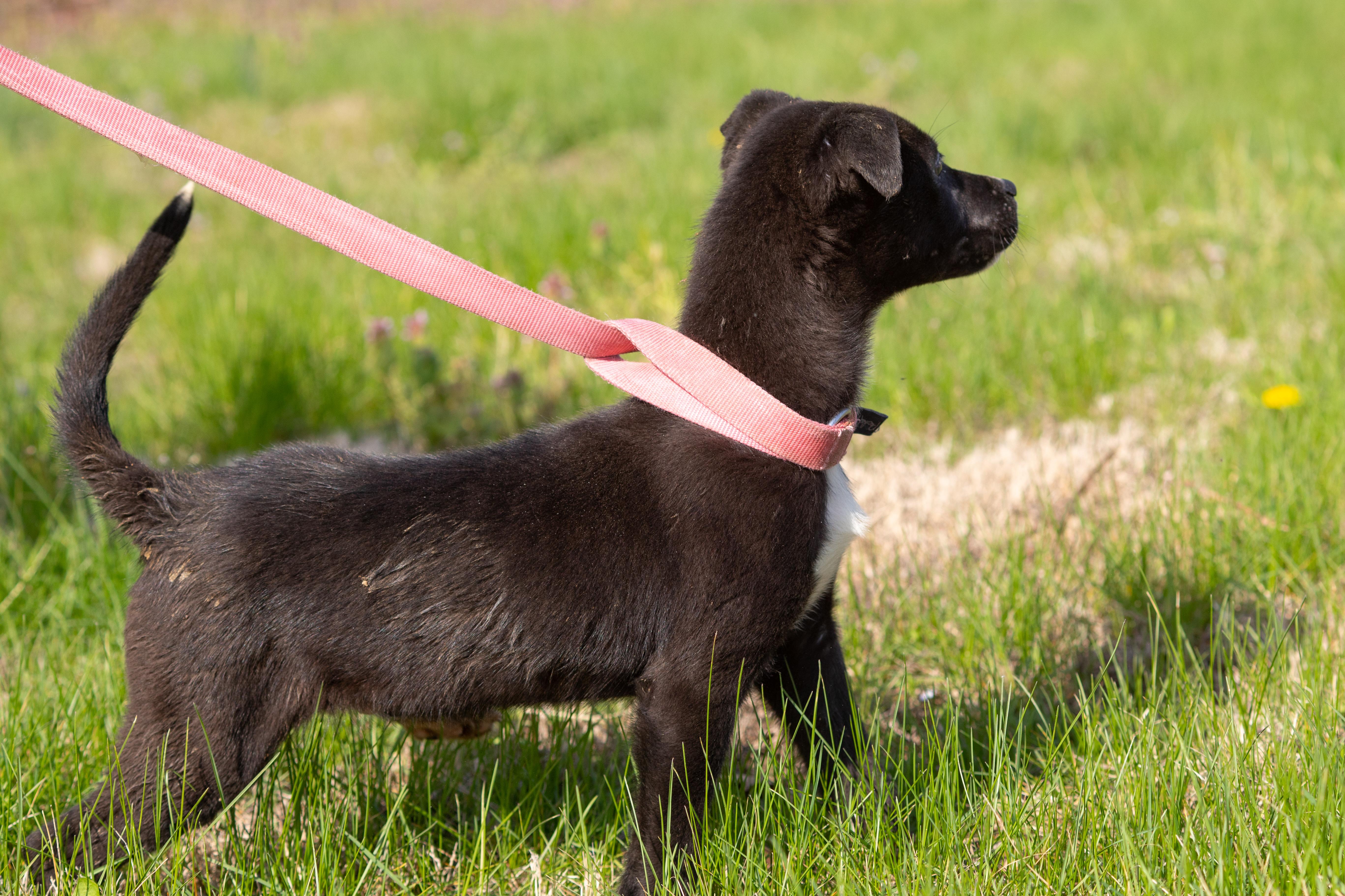 Pelle , ADOPTABLE, Puppy Male Labrador Retriever.