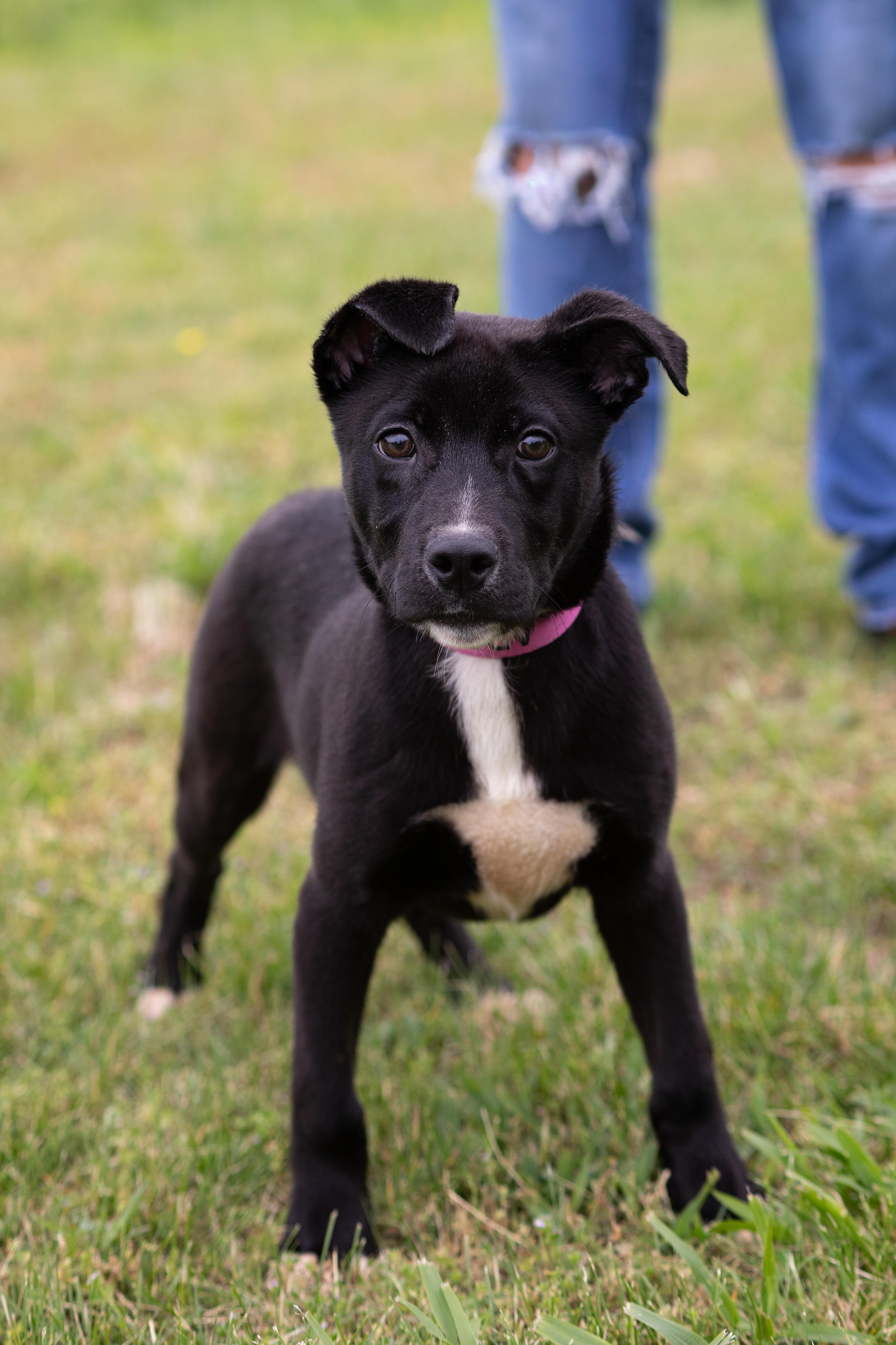 Pelle , adoptable, Puppy Male Labrador Retriever.