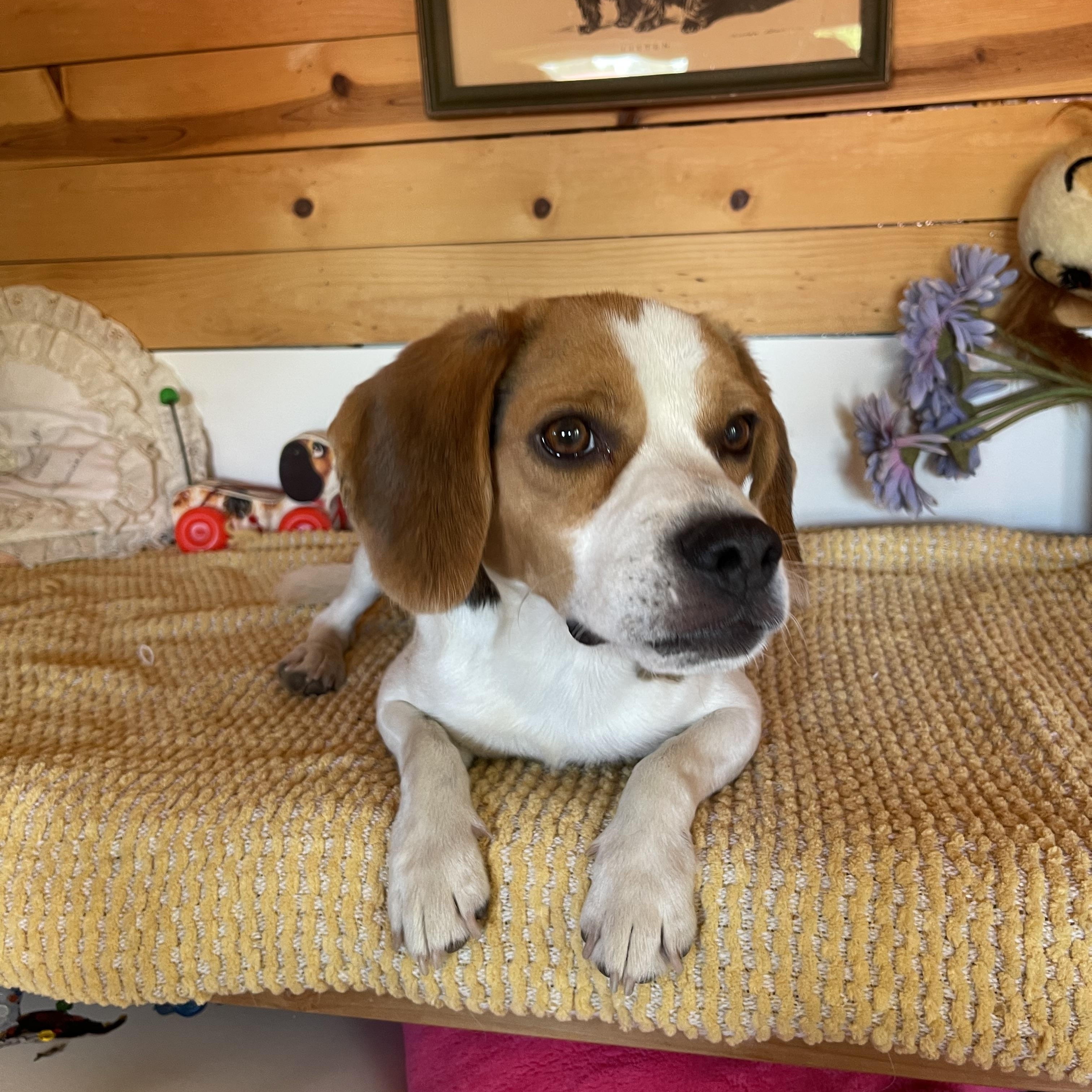 Barney, a ADOPTABLE Beagle in Vacaville, CA image 3/5