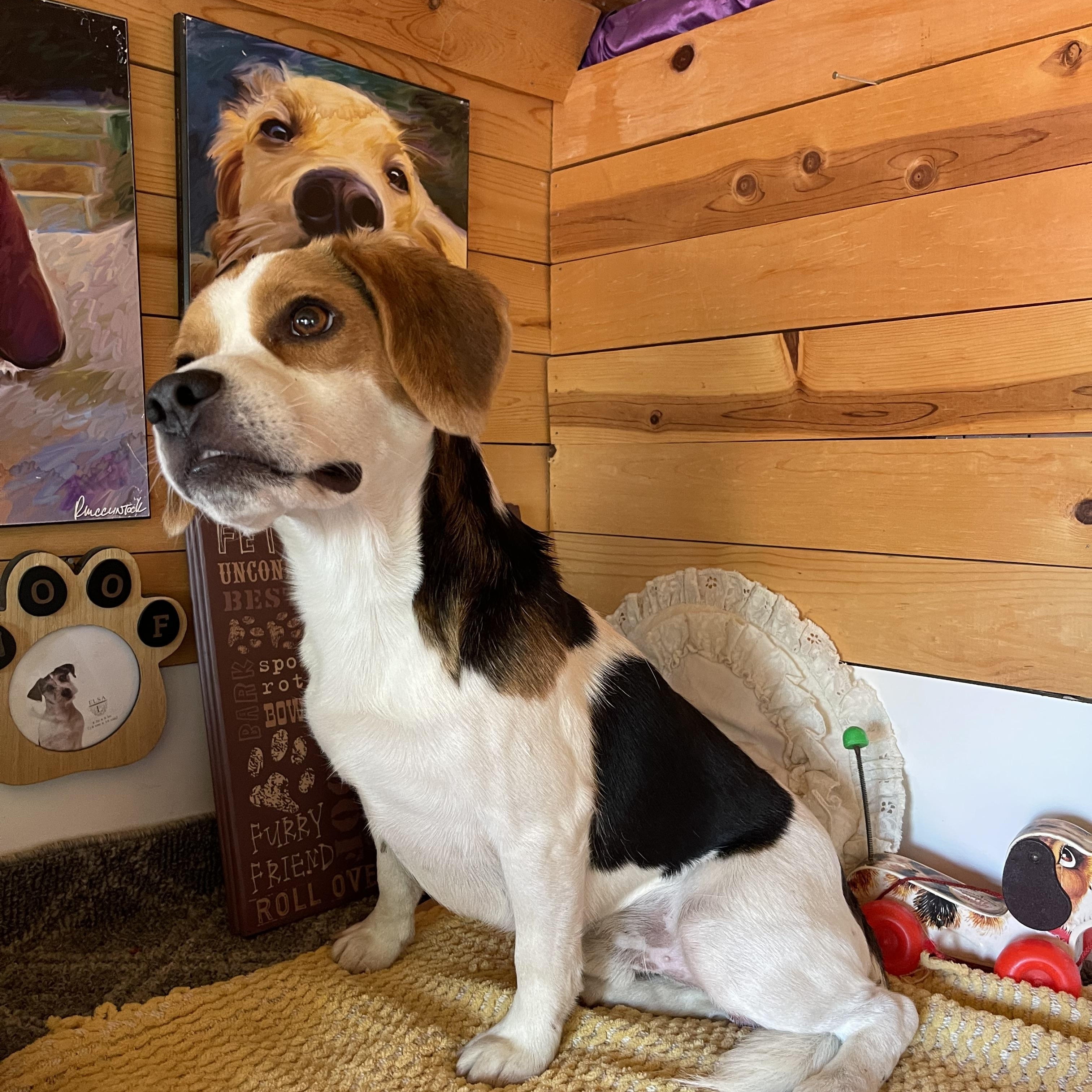 Barney, a ADOPTABLE Beagle in Vacaville, CA image 5/5