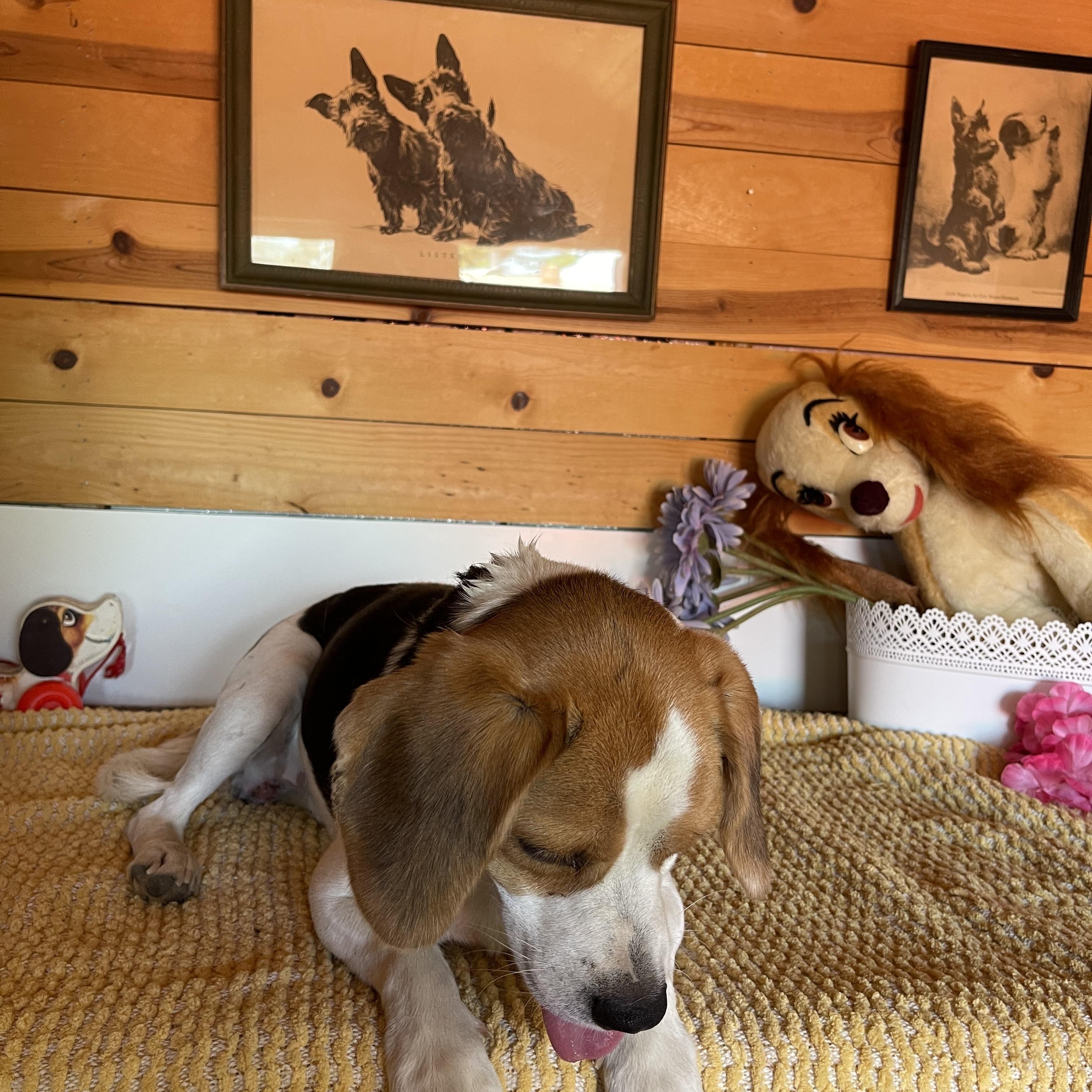 Barney, a ADOPTABLE Beagle in Vacaville, CA image 2/5
