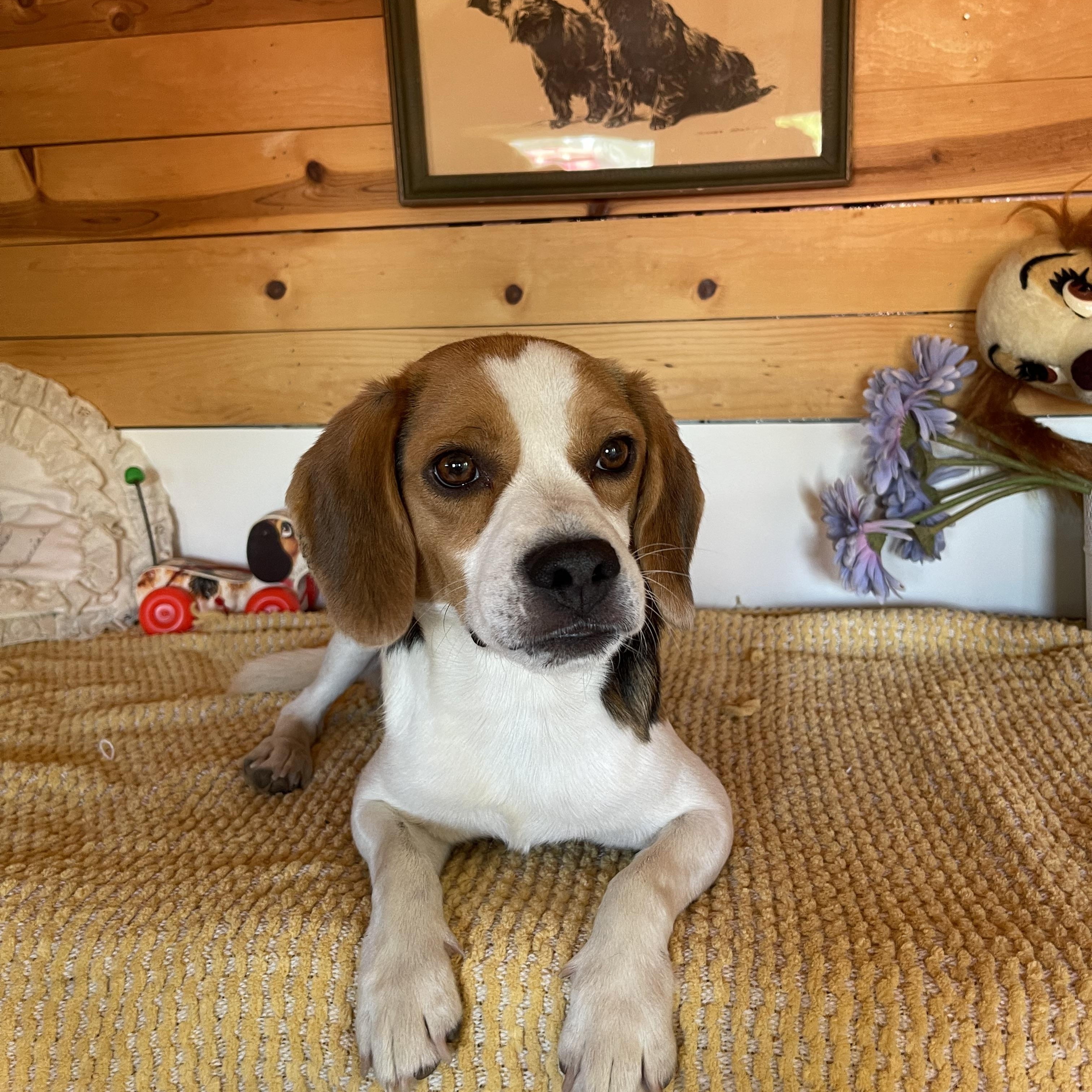 Barney, a ADOPTABLE Beagle in Vacaville, CA image 4/5