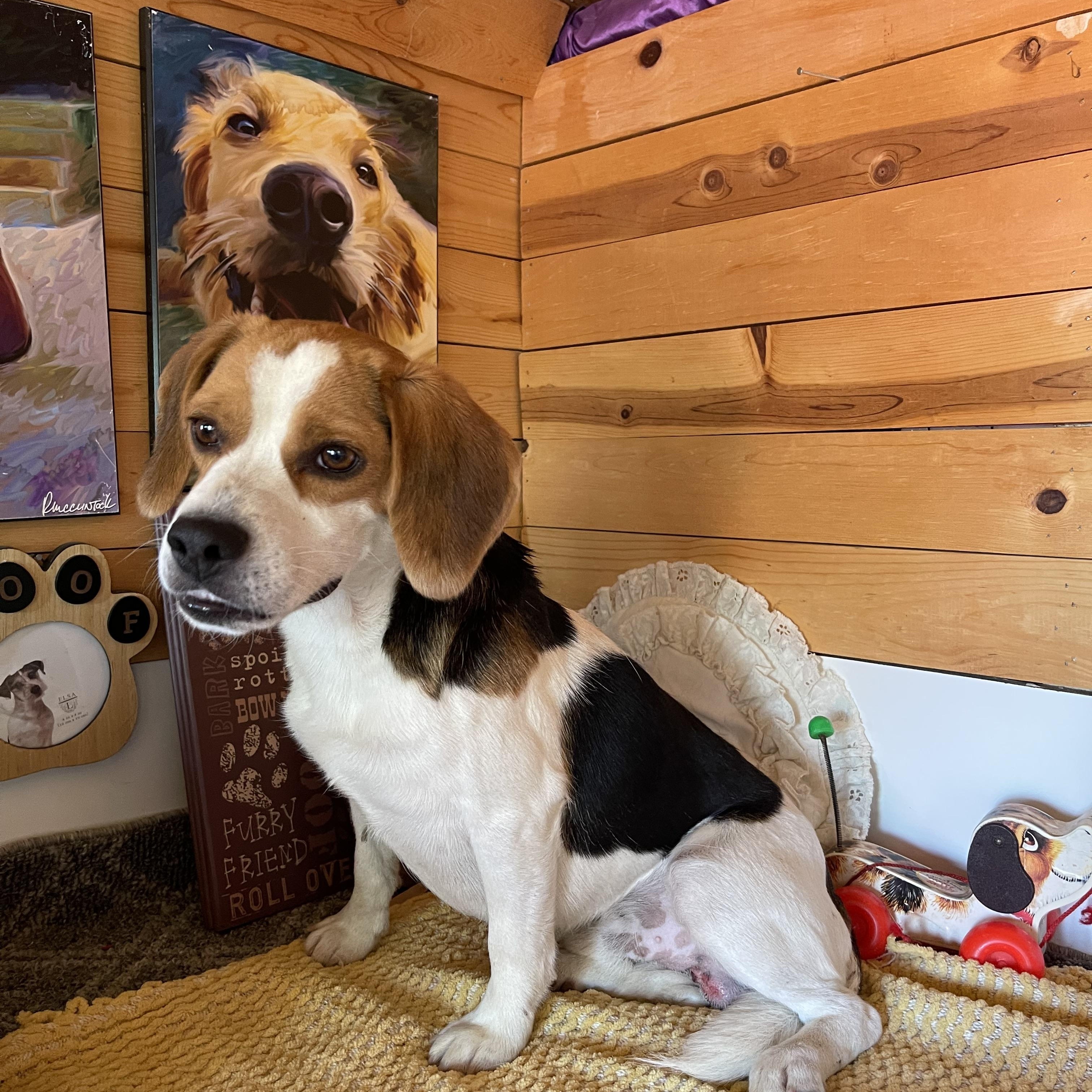 Barney, ADOPTABLE, Young Male Beagle.