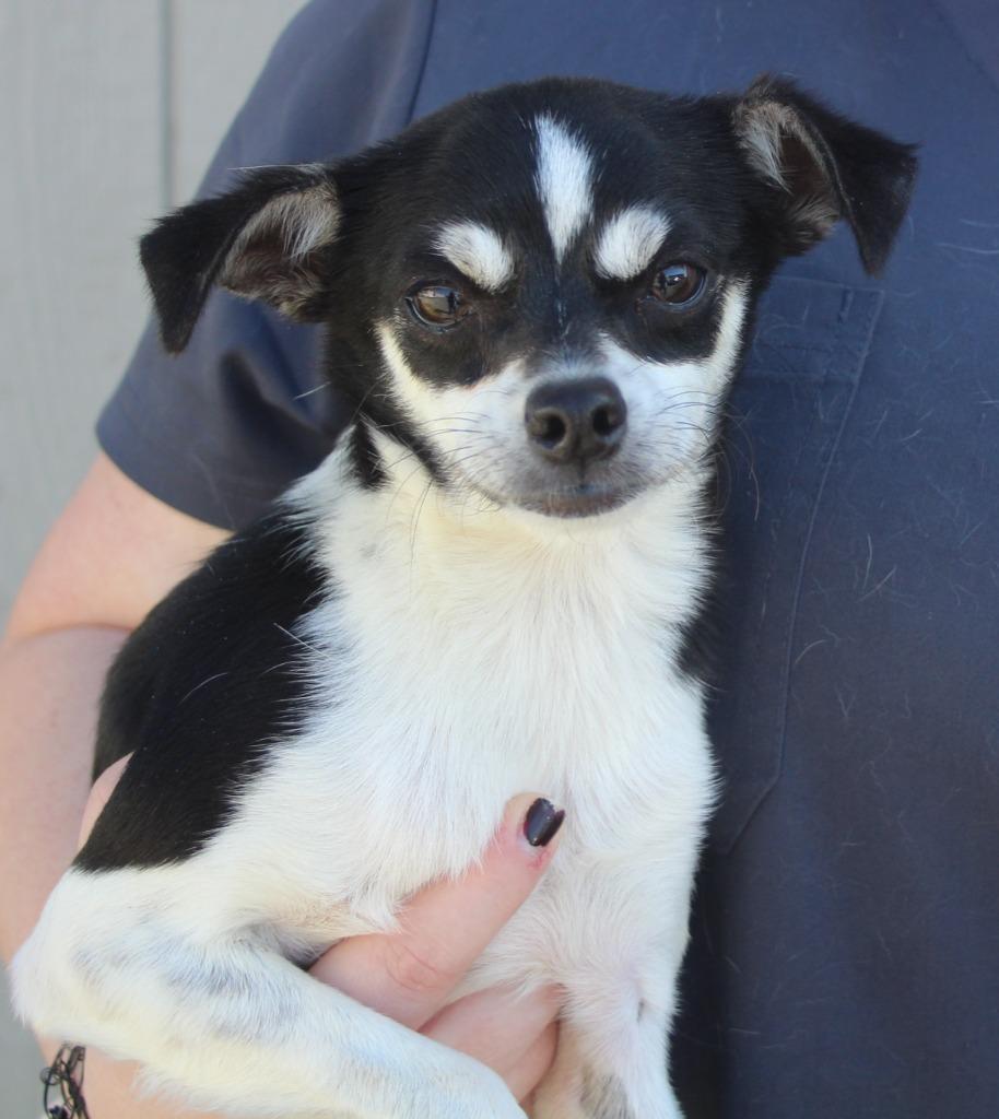Duke, Adoptable, Puppy Male Chihuahua & Mixed Breed.