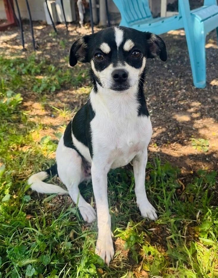 Duke, Adoptable, Puppy Male Chihuahua & Mixed Breed.