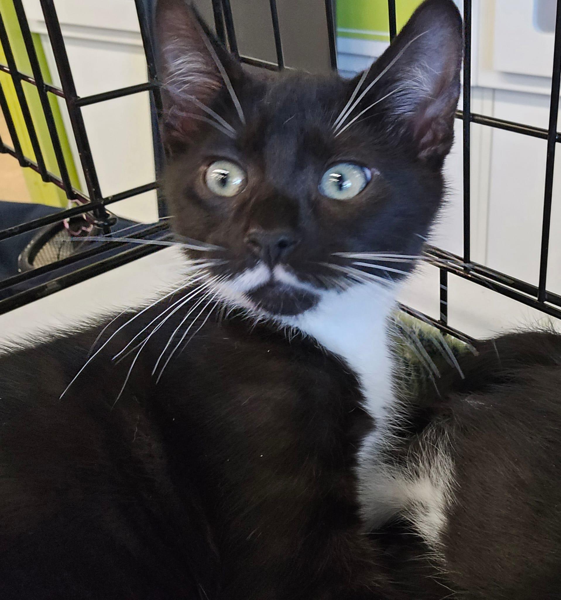 Ozzy, an adopted Domestic Short Hair in Nottingham, MD image 3/3